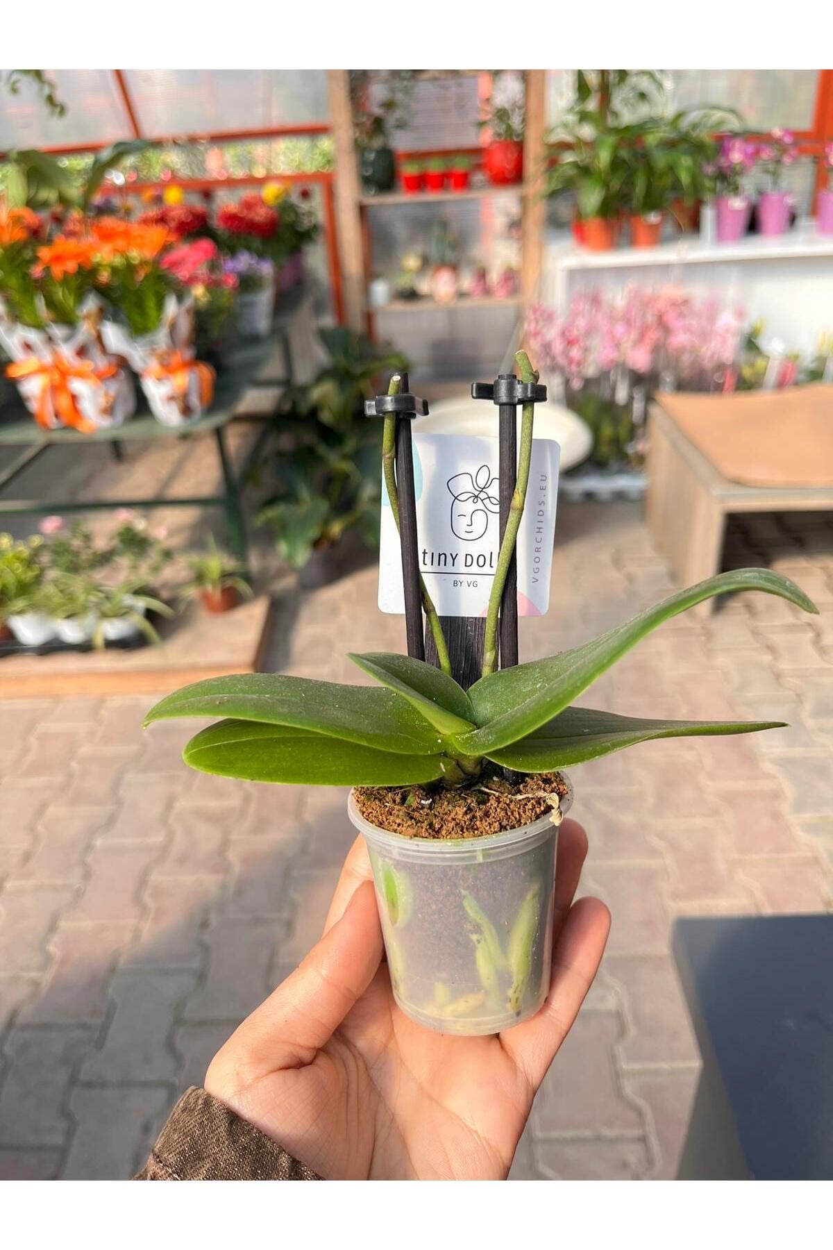 2'li Beyaz Mini Orkide Fidesi