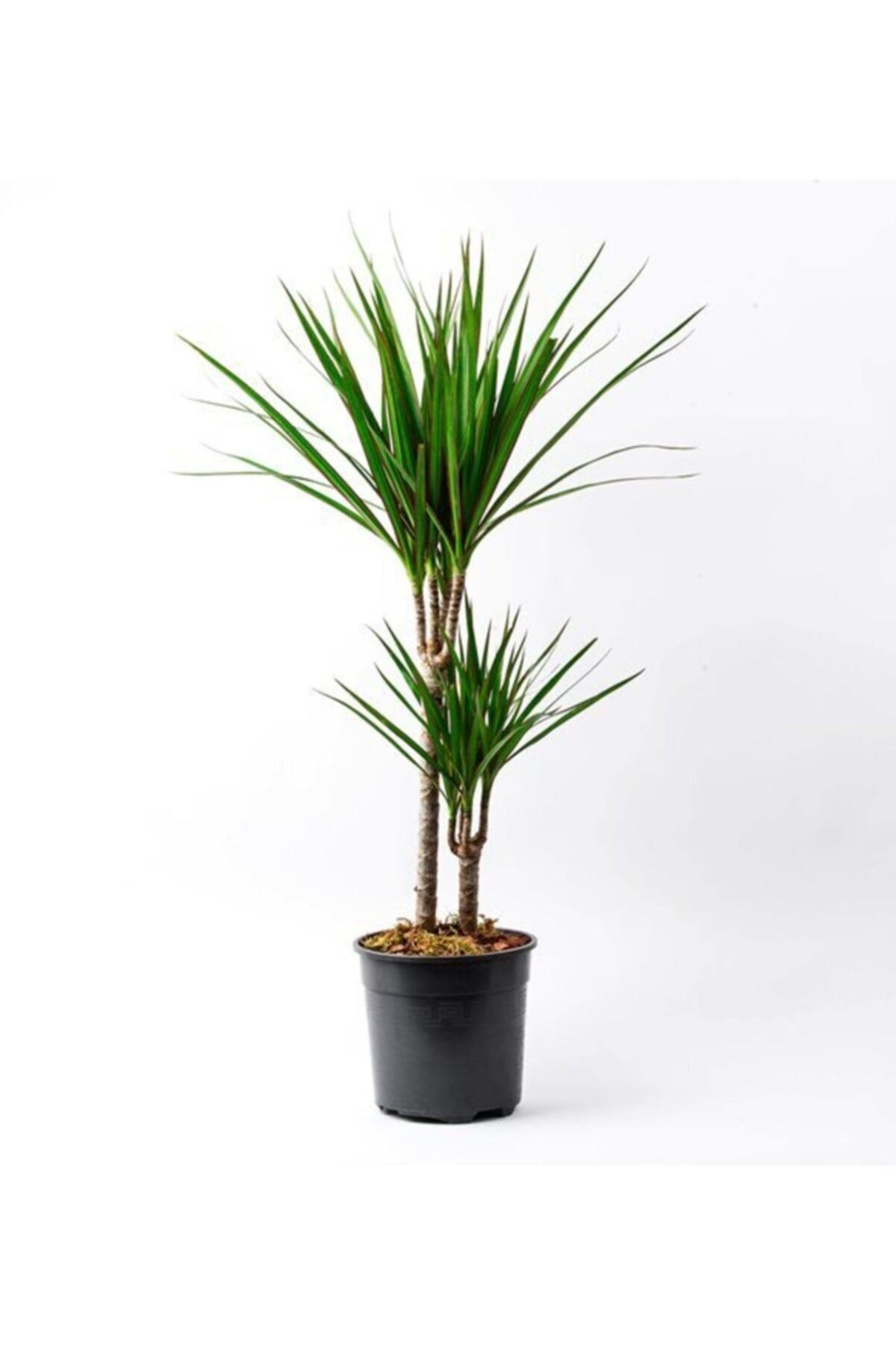 2'li Dracena Marginata