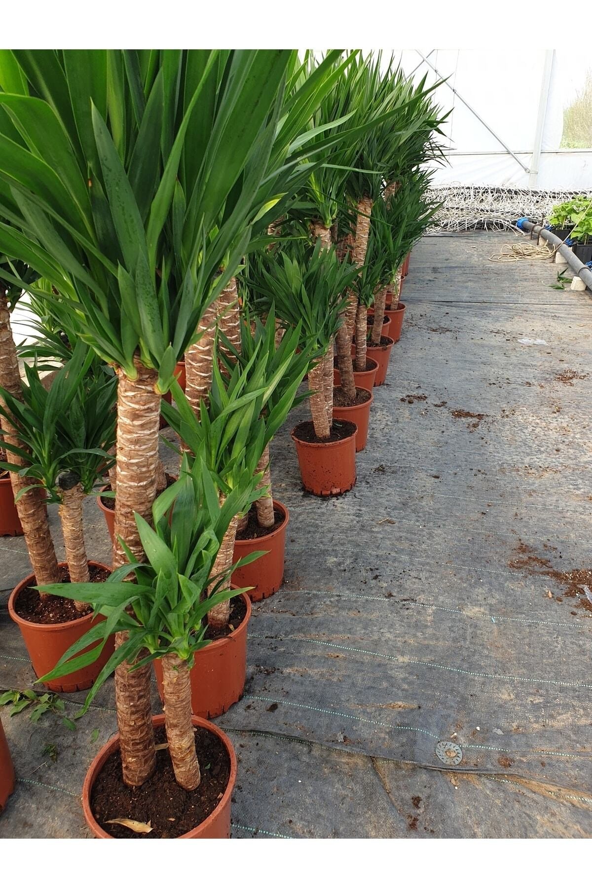 2li Yucca Canlı Iç Mekan Bitkisi 1.60 Cm Boy