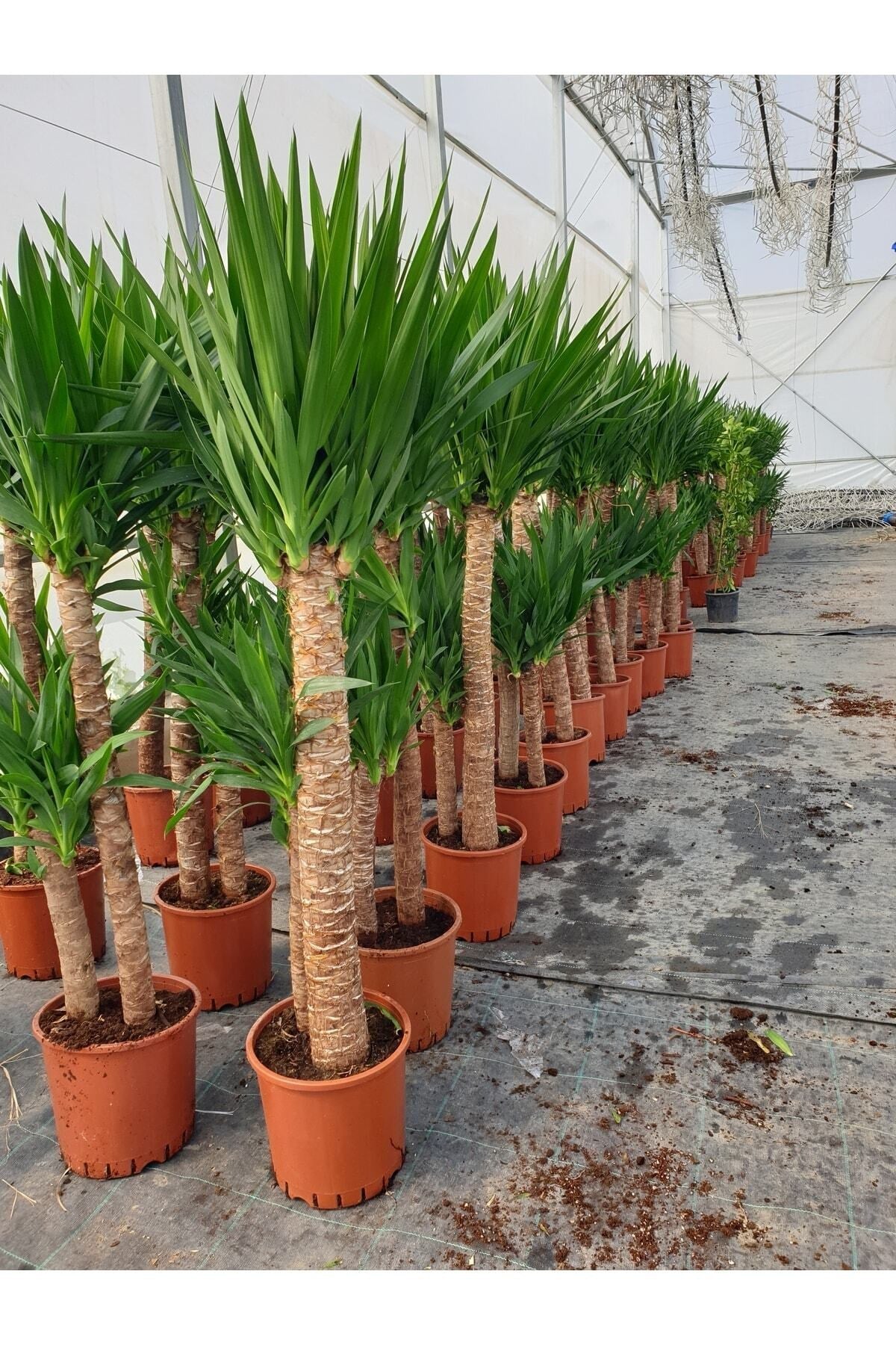 2li Yucca Canlı Iç Mekan Bitkisi 1.60 Cm Boy