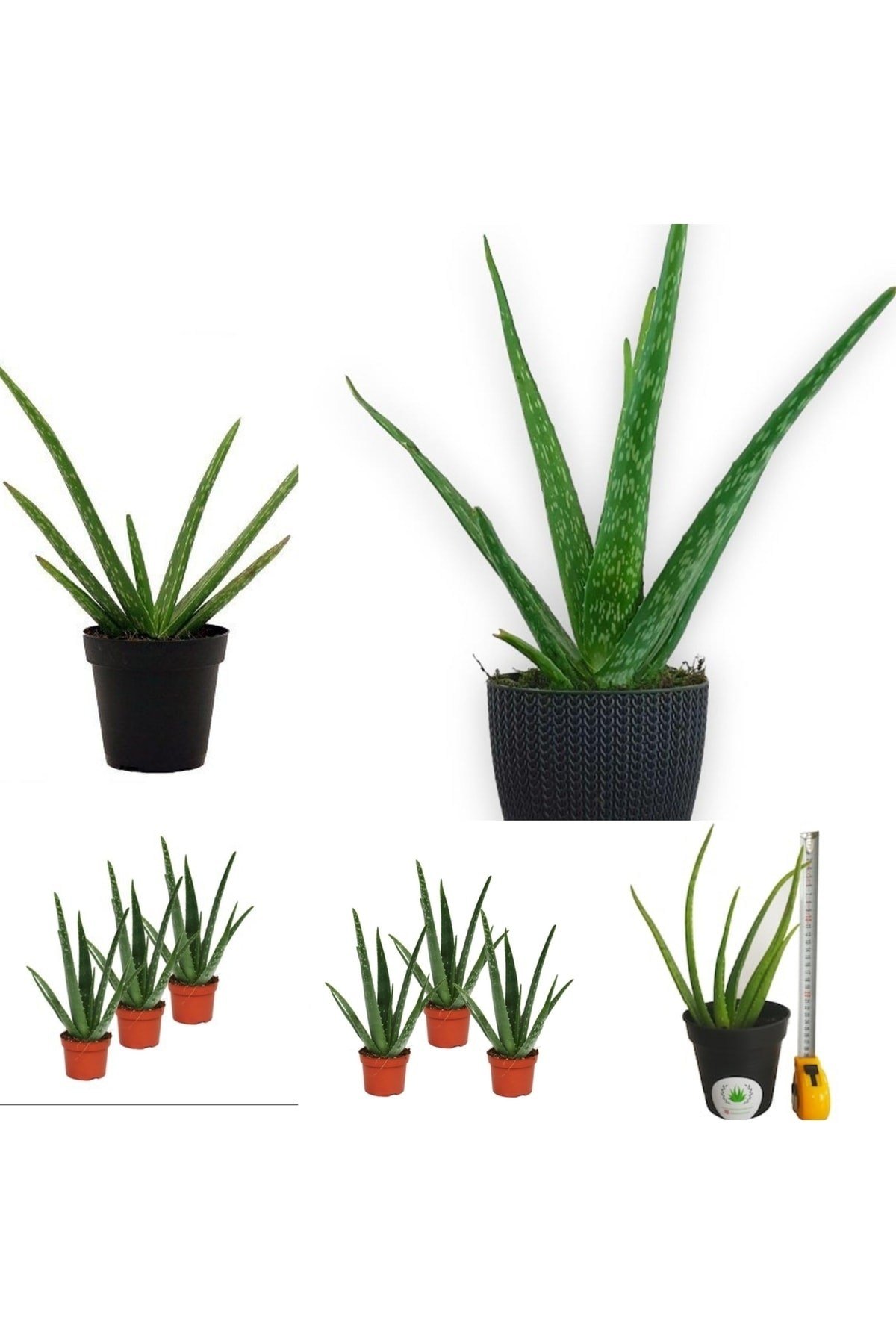 3 Adet Aloevera Aloe Vera