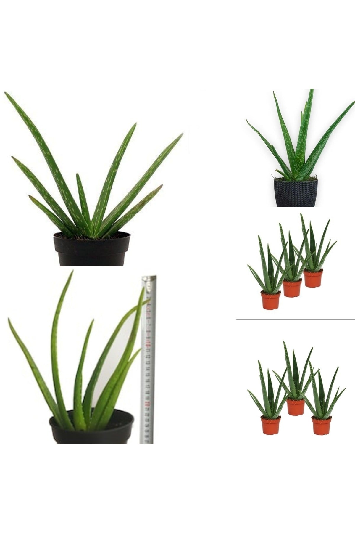 3 Adet Aloevera Aloe Vera