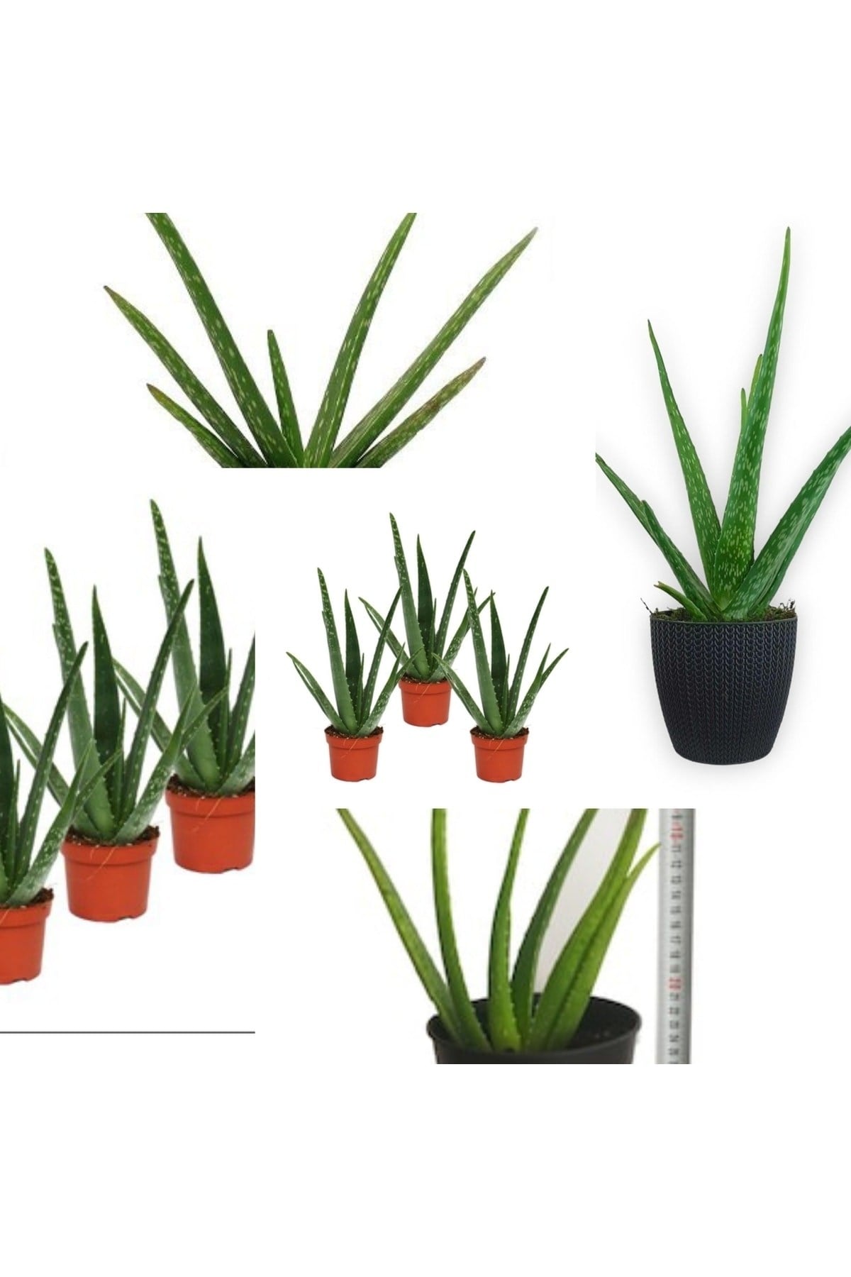 3 Adet Aloevera Aloe Vera