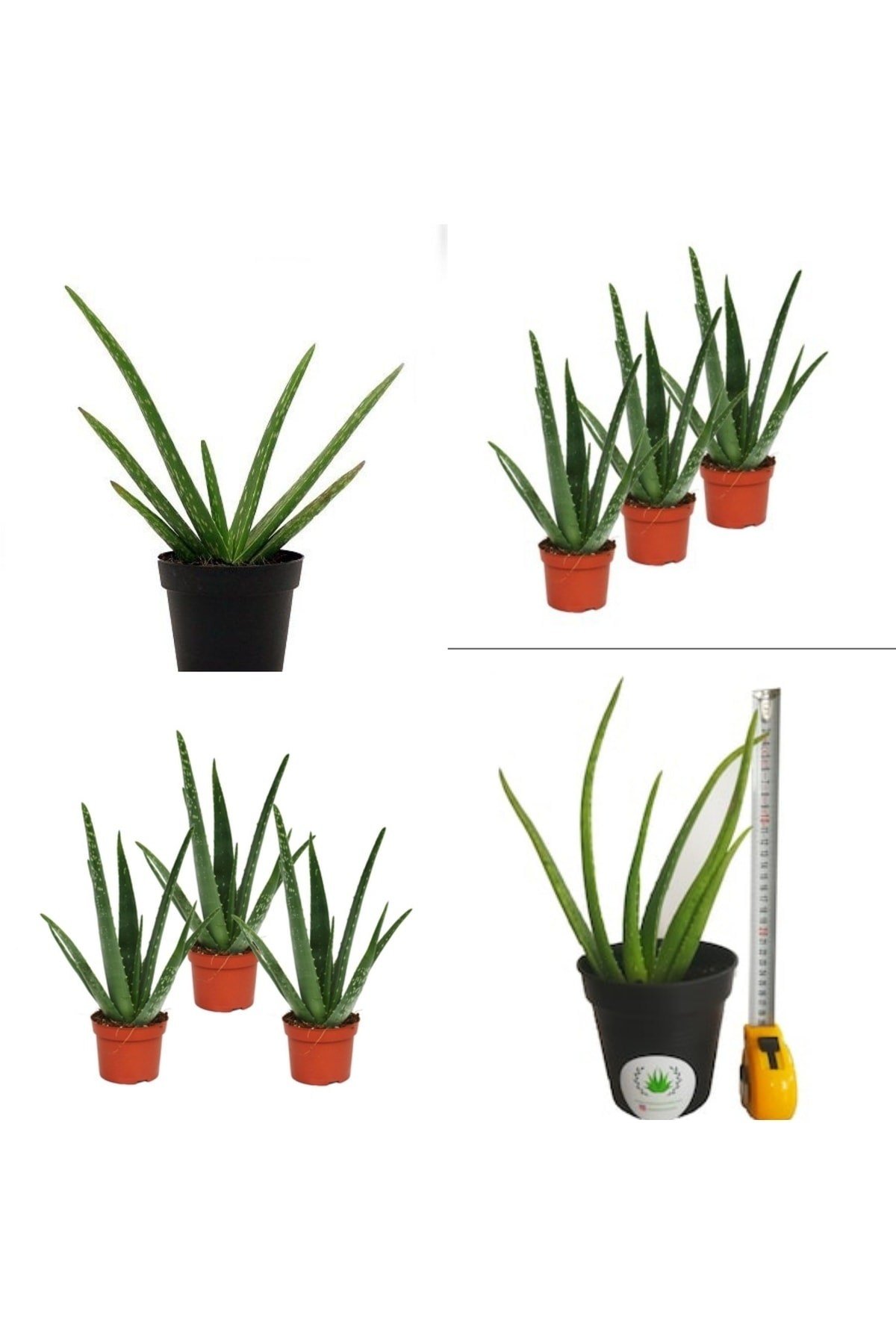 3 Adet Aloevera Aloe Vera
