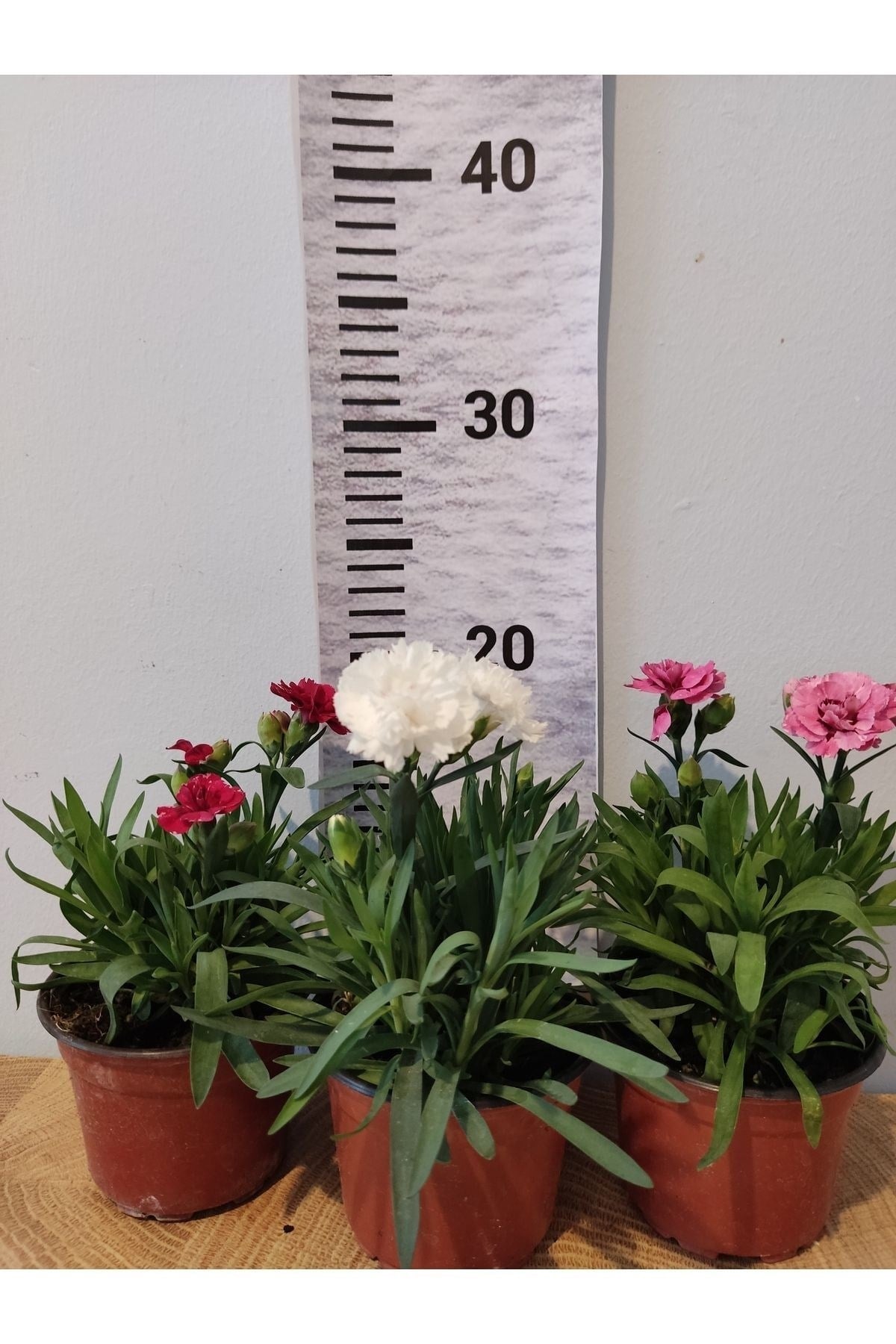 3 Adet Bodur Karanfil güzel kokulu (Carnation)
