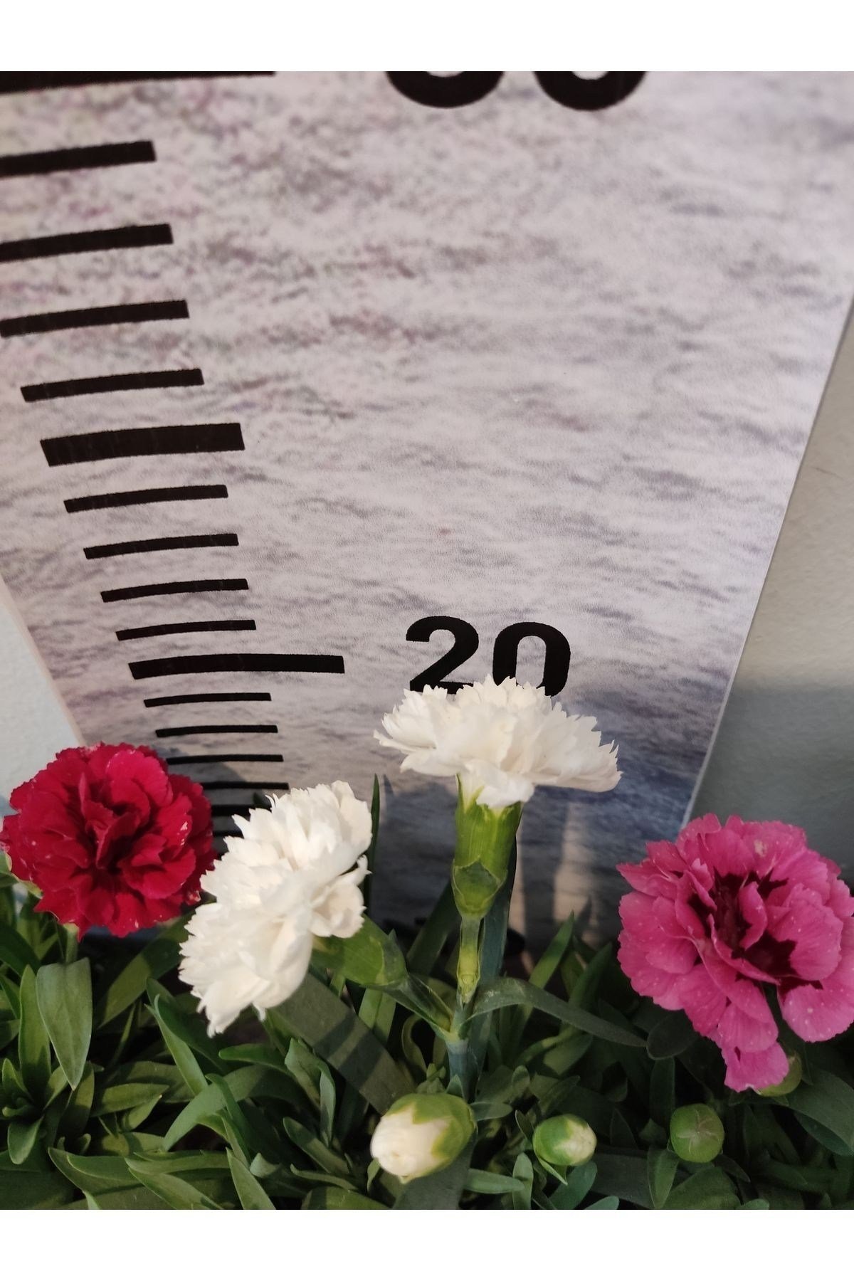 3 Adet Bodur Karanfil güzel kokulu (Carnation)