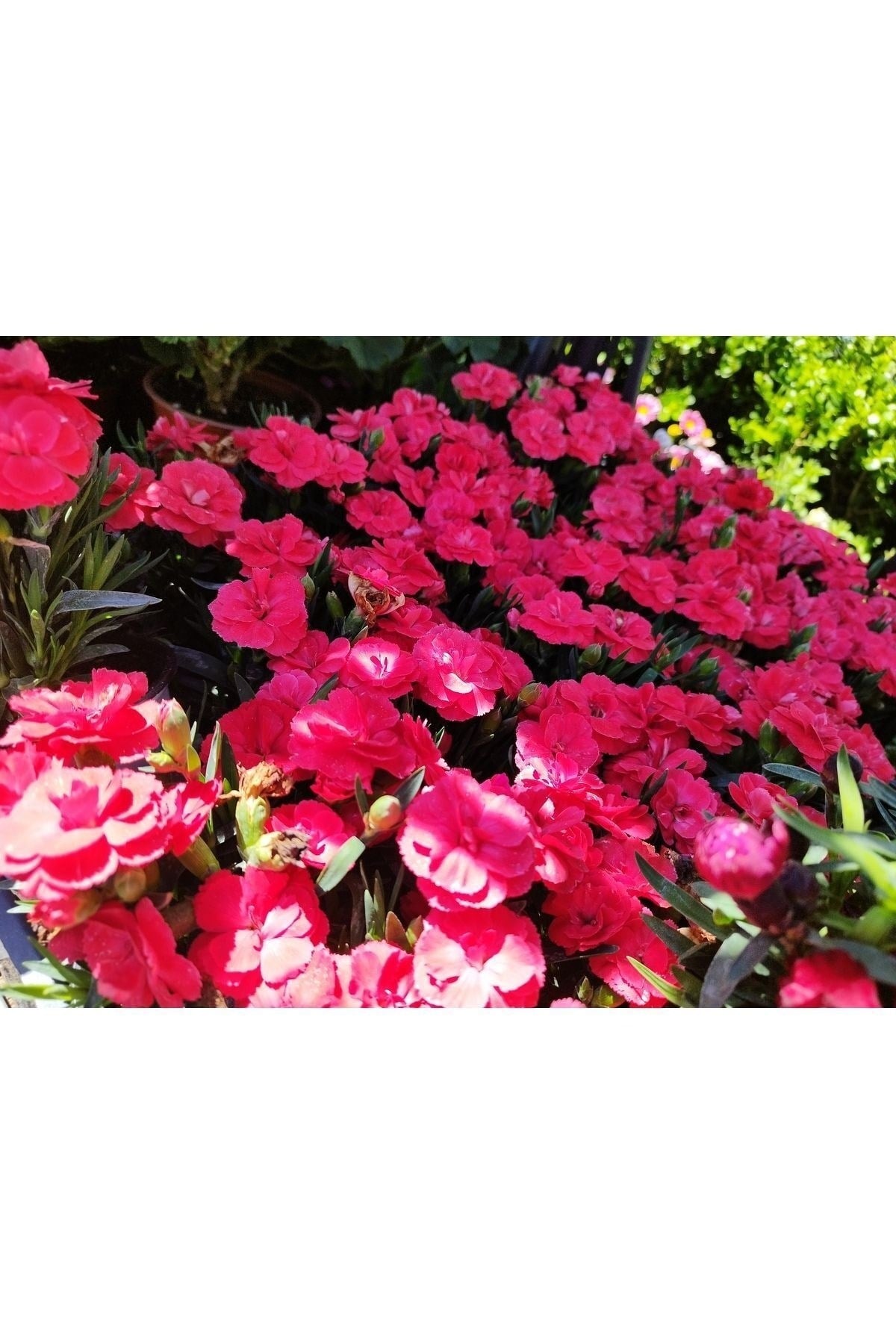 3 Adet Bodur Karanfil güzel kokulu (Carnation)