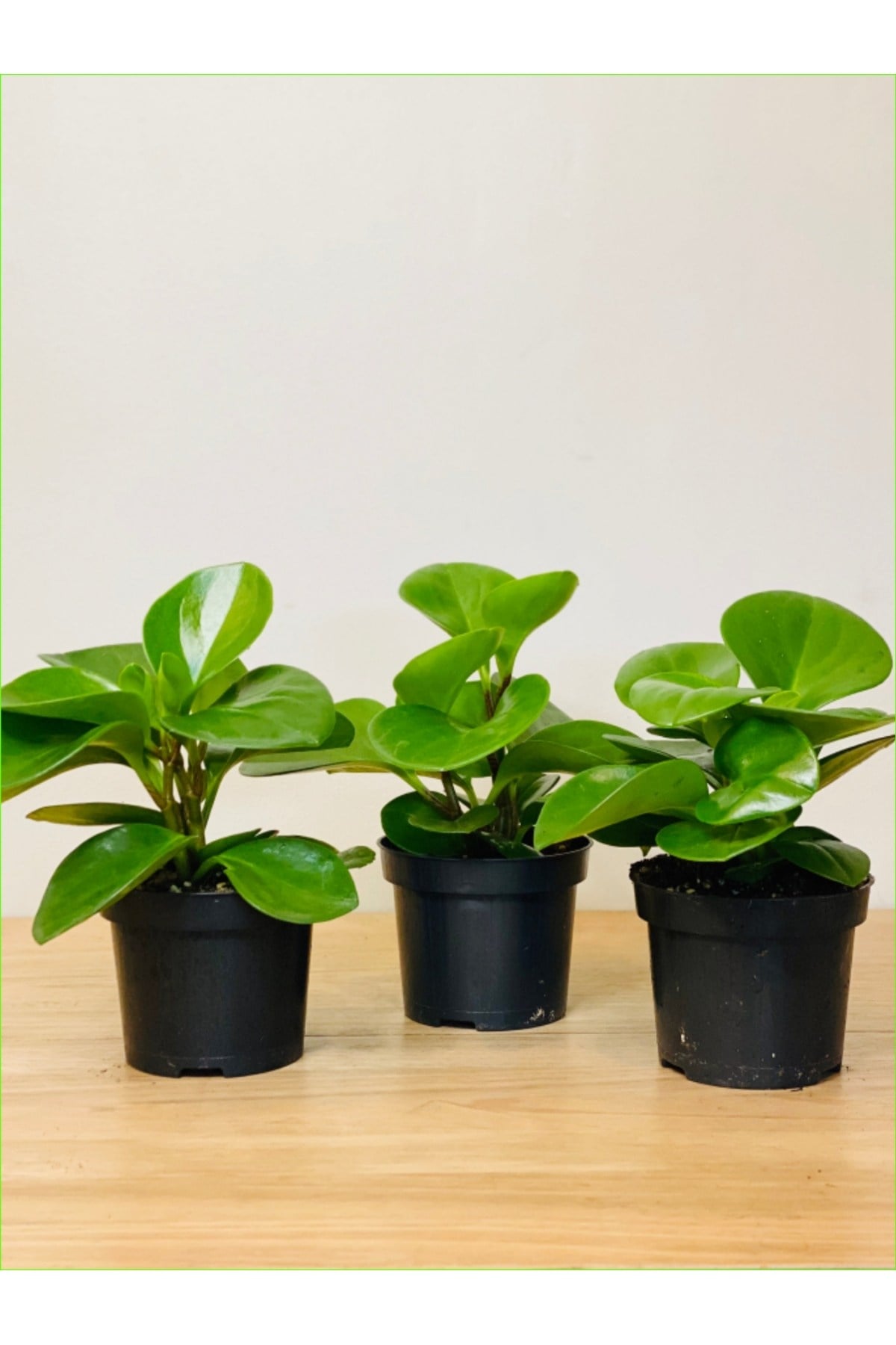 3 Adet Peperomia Umut Bitkisi Peperomya