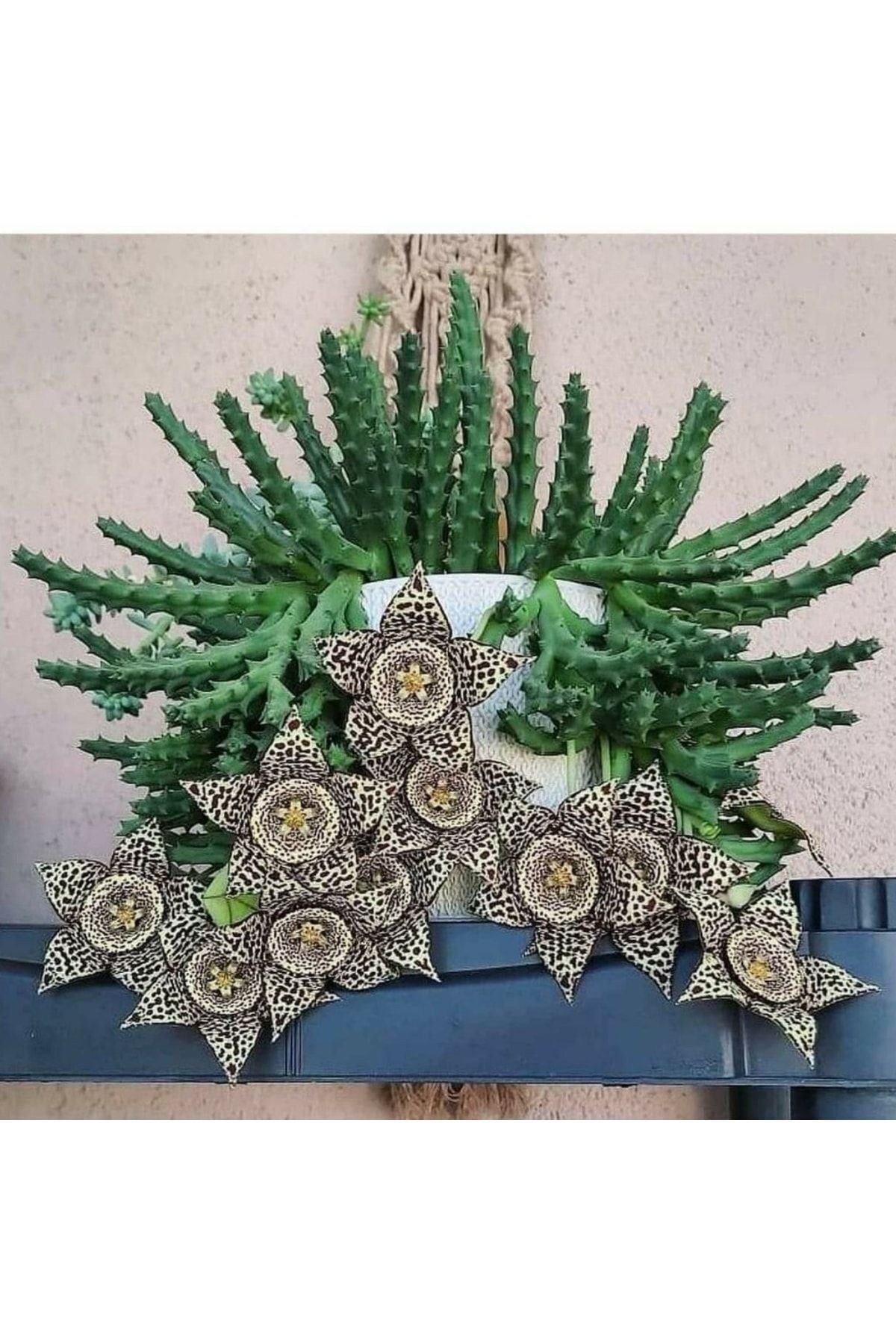 3 Çeşit Leş Kaktüsü 5.5 Saksıda