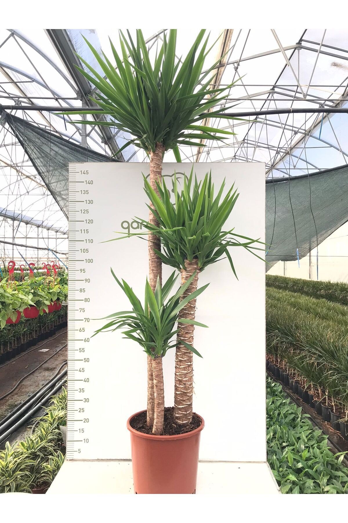 3 Köklü Dev Yucca