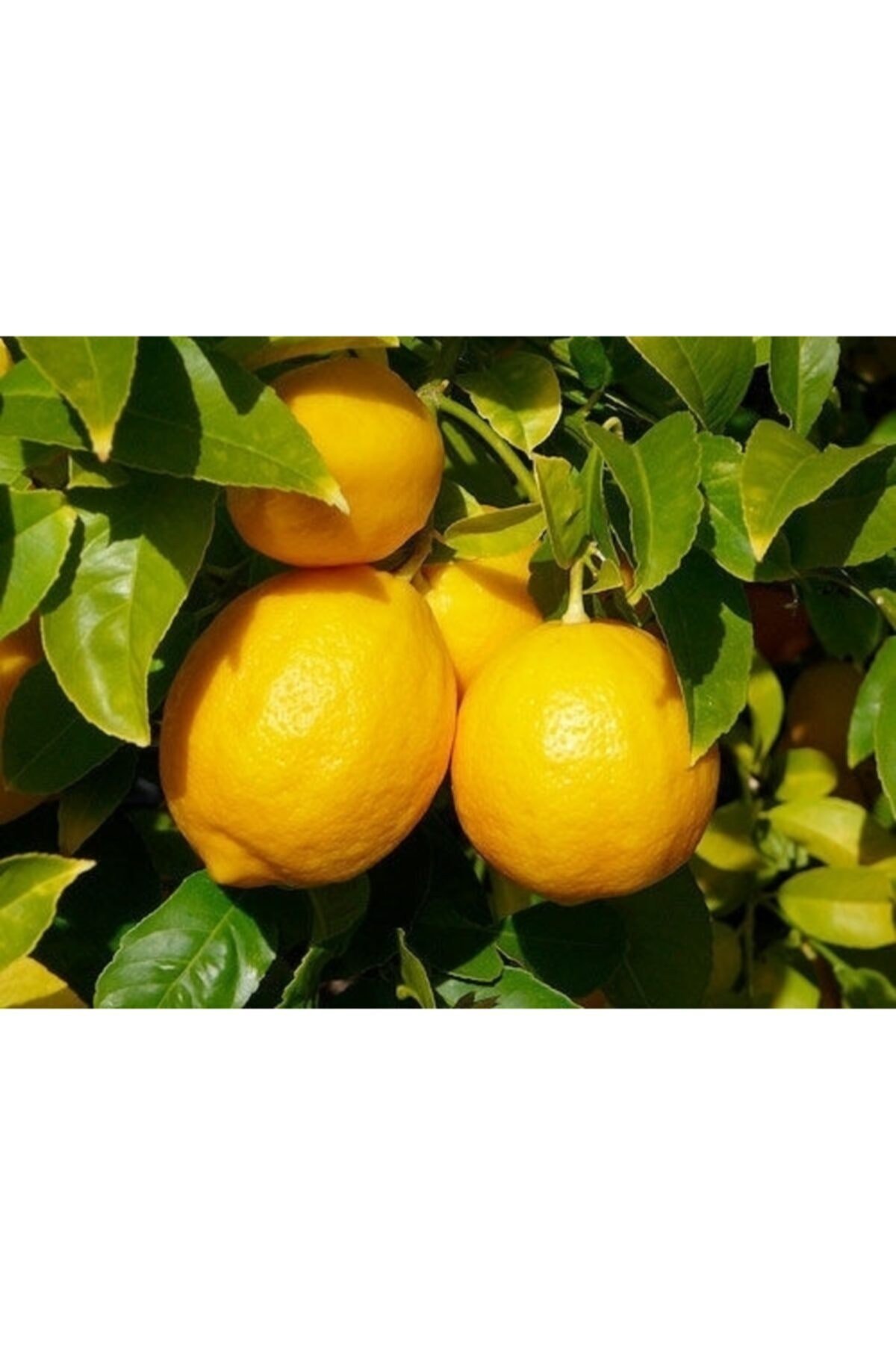 3 Yaşlı Yediveren Limon Fidanı(ÜZERİ MEYVELİ)