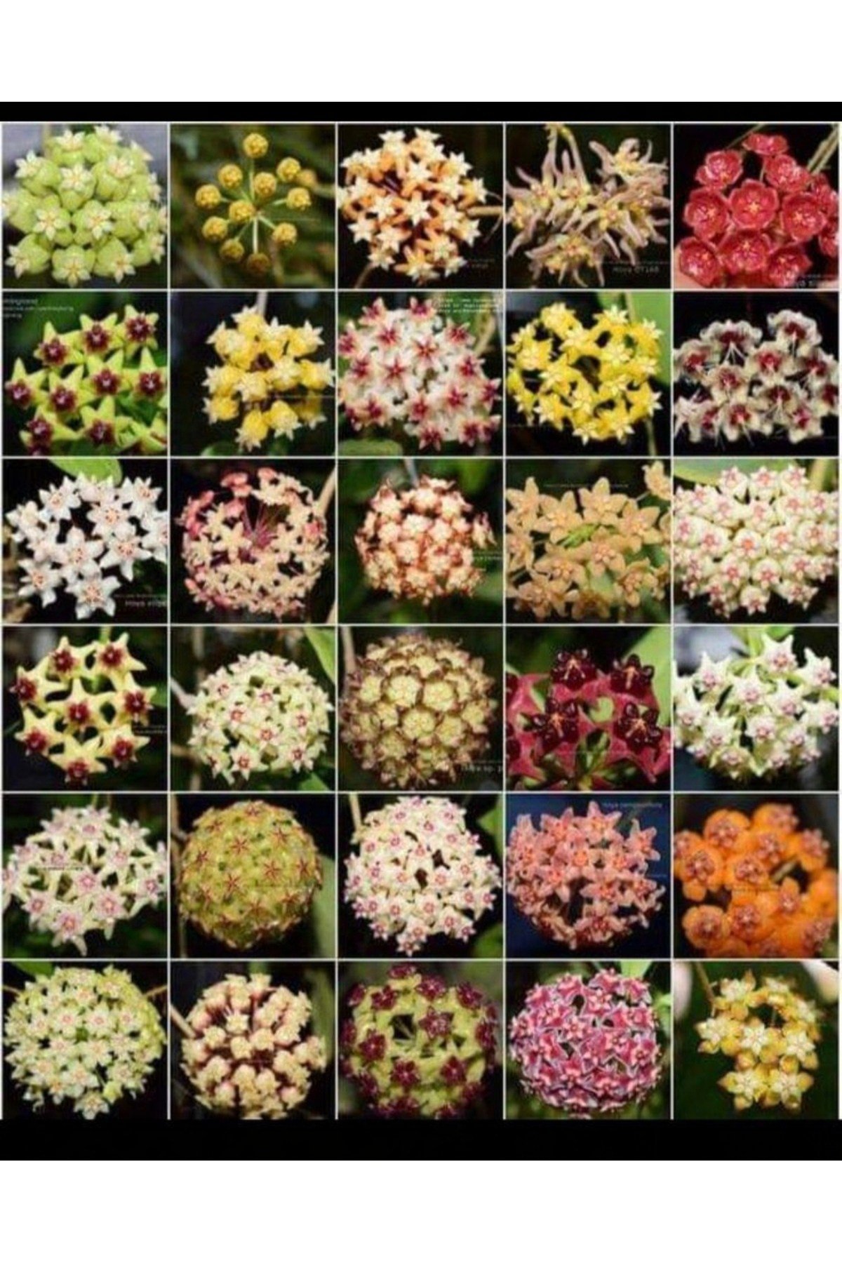 30 adet mum çiçeği fidanı 30 ayrı renkte