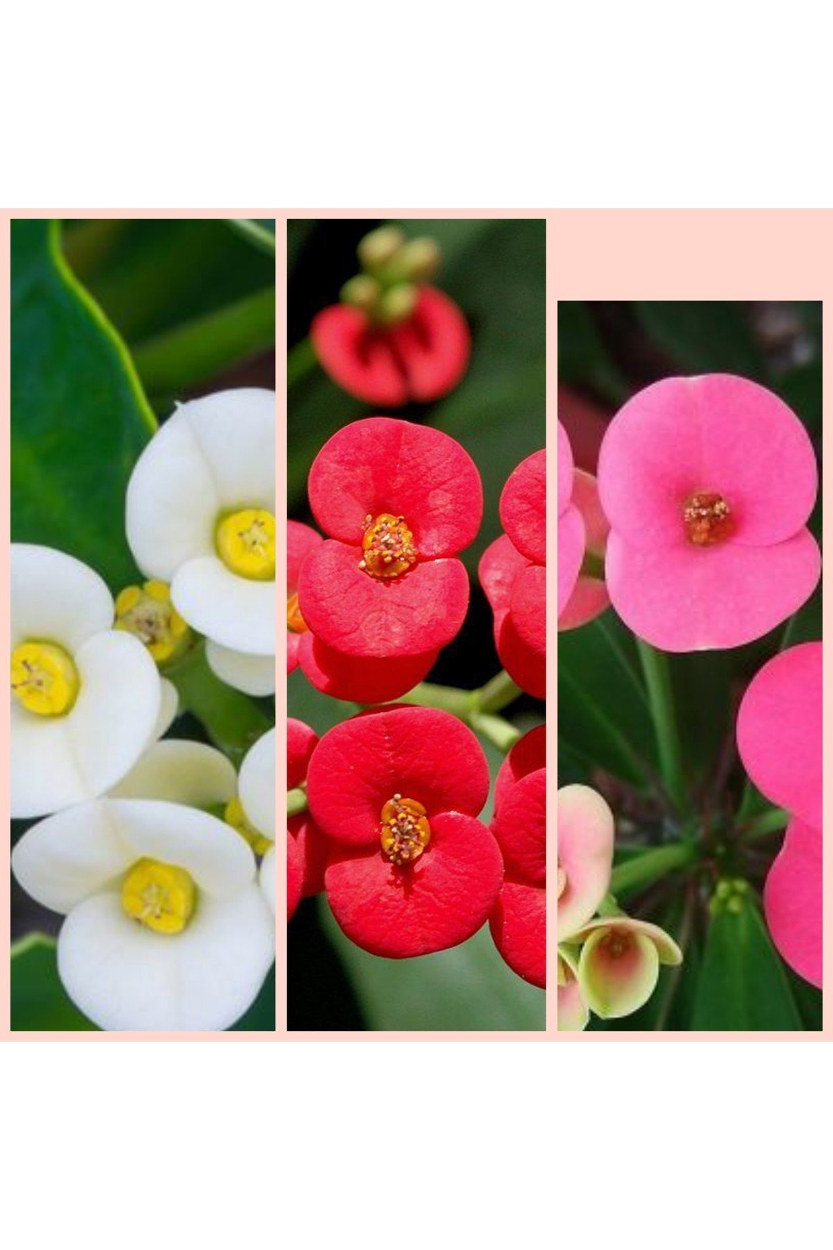 4 Adet 5.5 Saksıda Sarı, Beyaz Ve Pembe Dikenler Tacı 3 Ayrı Dikenler Tacı