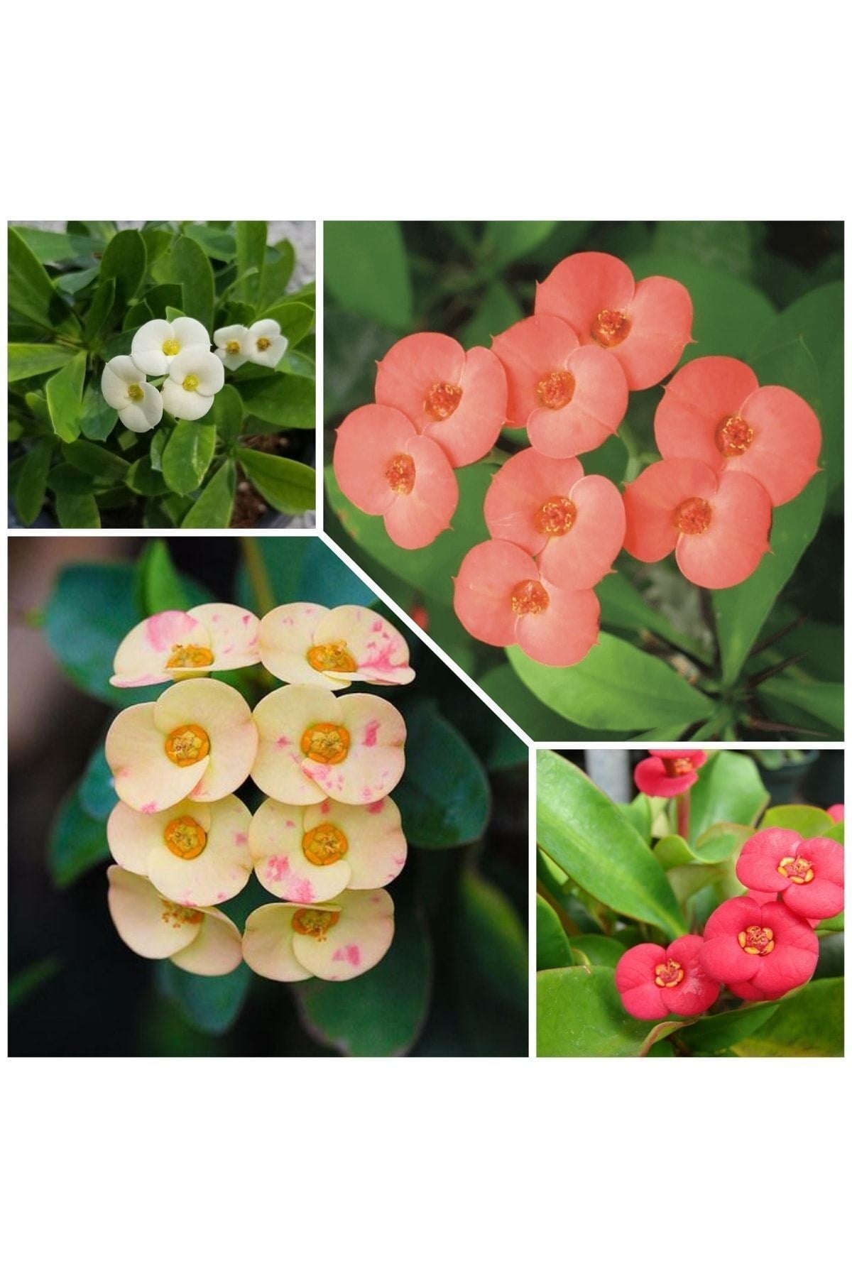 4 Adet Dikenler Tacı Sarı-kırmızı-pembe-beyaz Doğa Flora