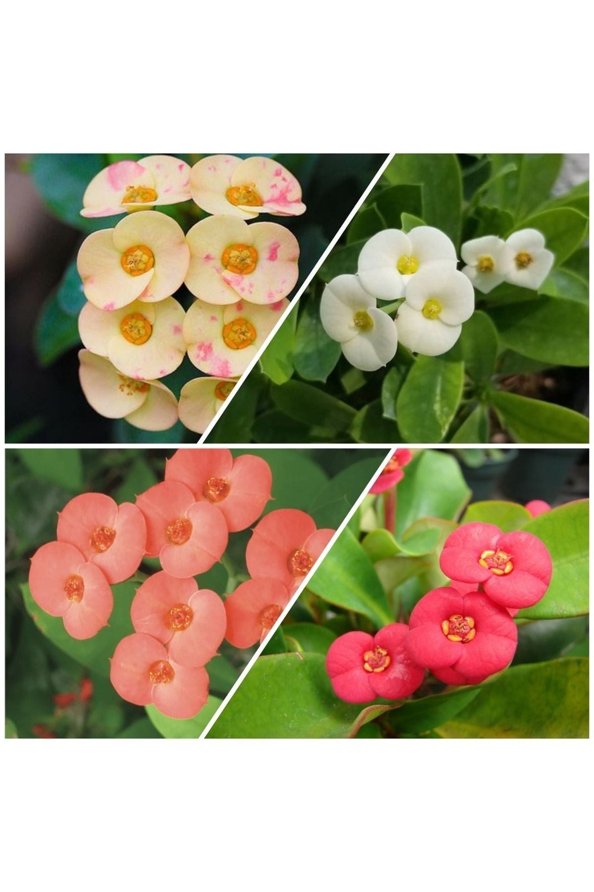 4 Adet Dikenler Tacı Sarı-kırmızı-pembe-beyaz Doğa Flora