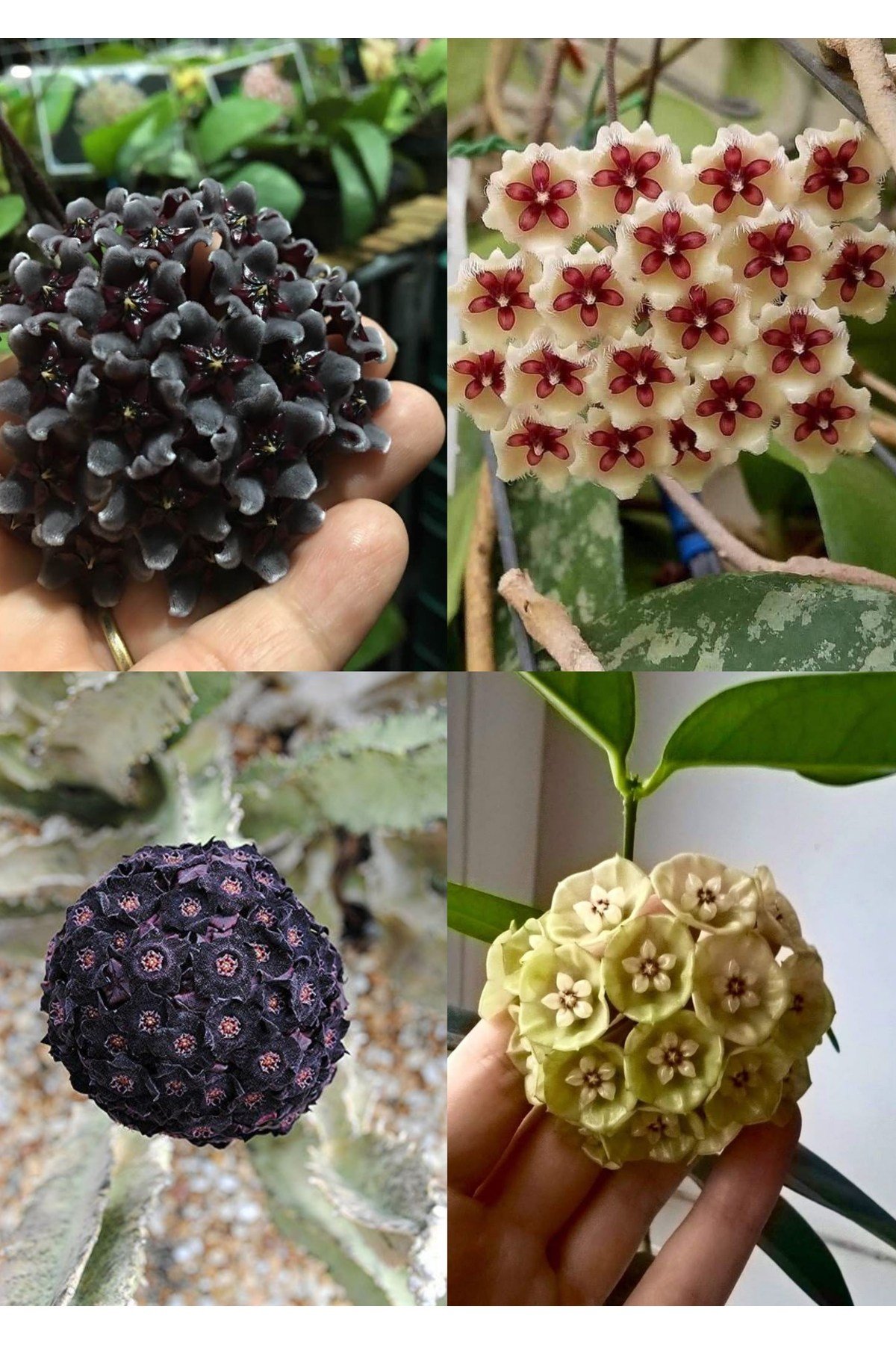 4 çeşit mum çiçeği (siyah, lacivert, sarı, kurmızı-beyaz)