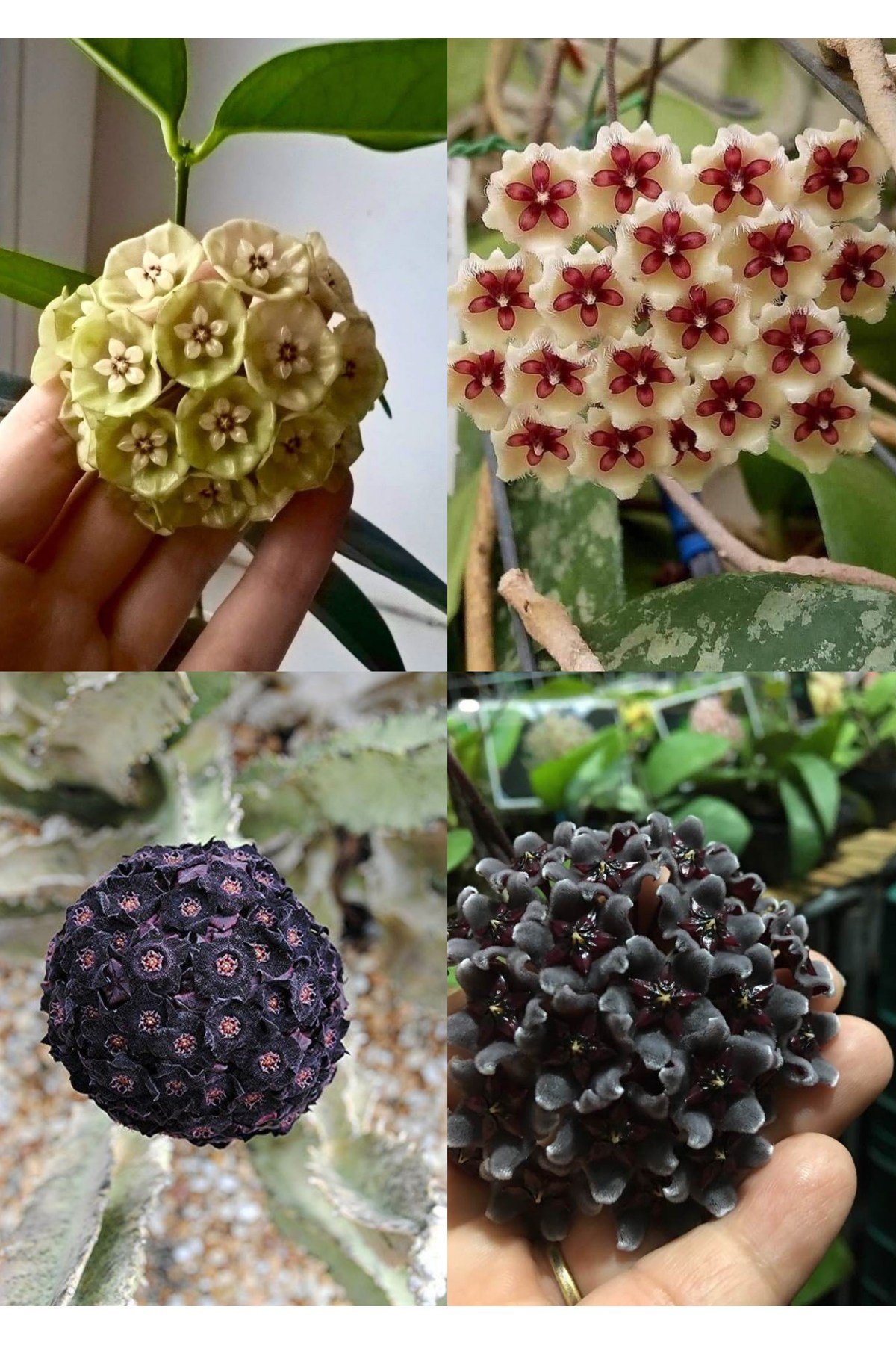 4 çeşit mum çiçeği (siyah, lacivert, sarı, kurmızı-beyaz)