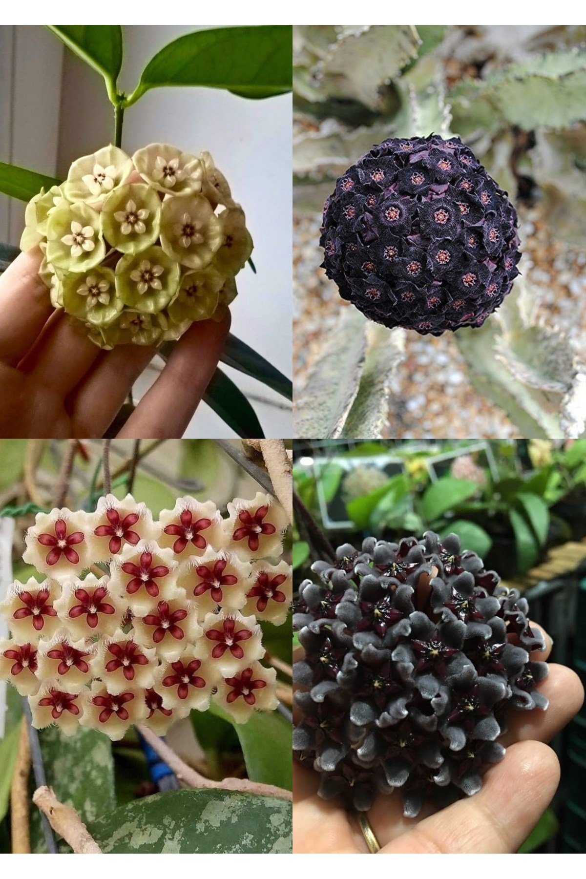 4 çeşit mum çiçeği (siyah, lacivert, sarı, kurmızı-beyaz)