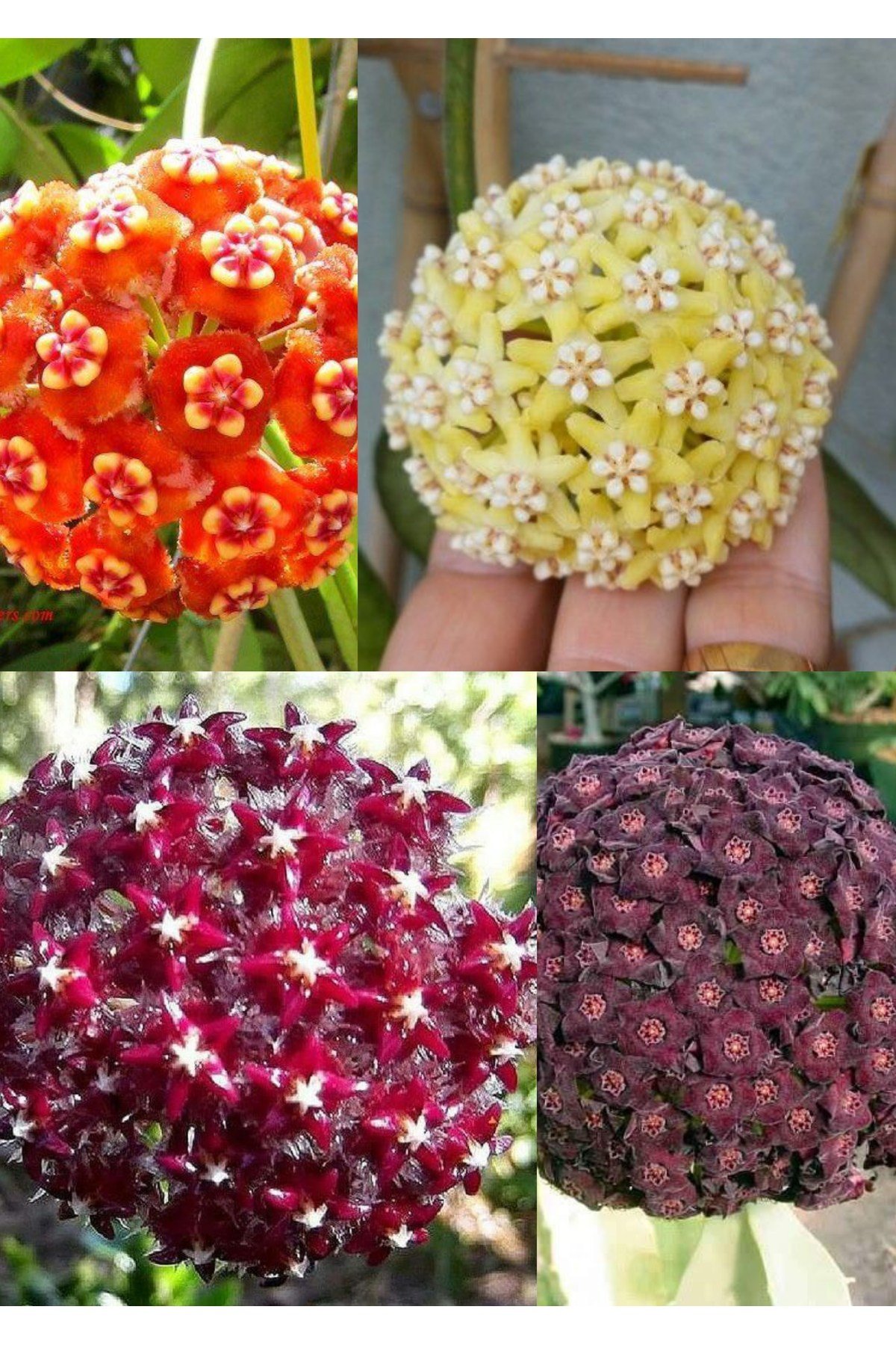 4 çeşit mum çiçeği (turuncu kırmızı mor ve sarı)