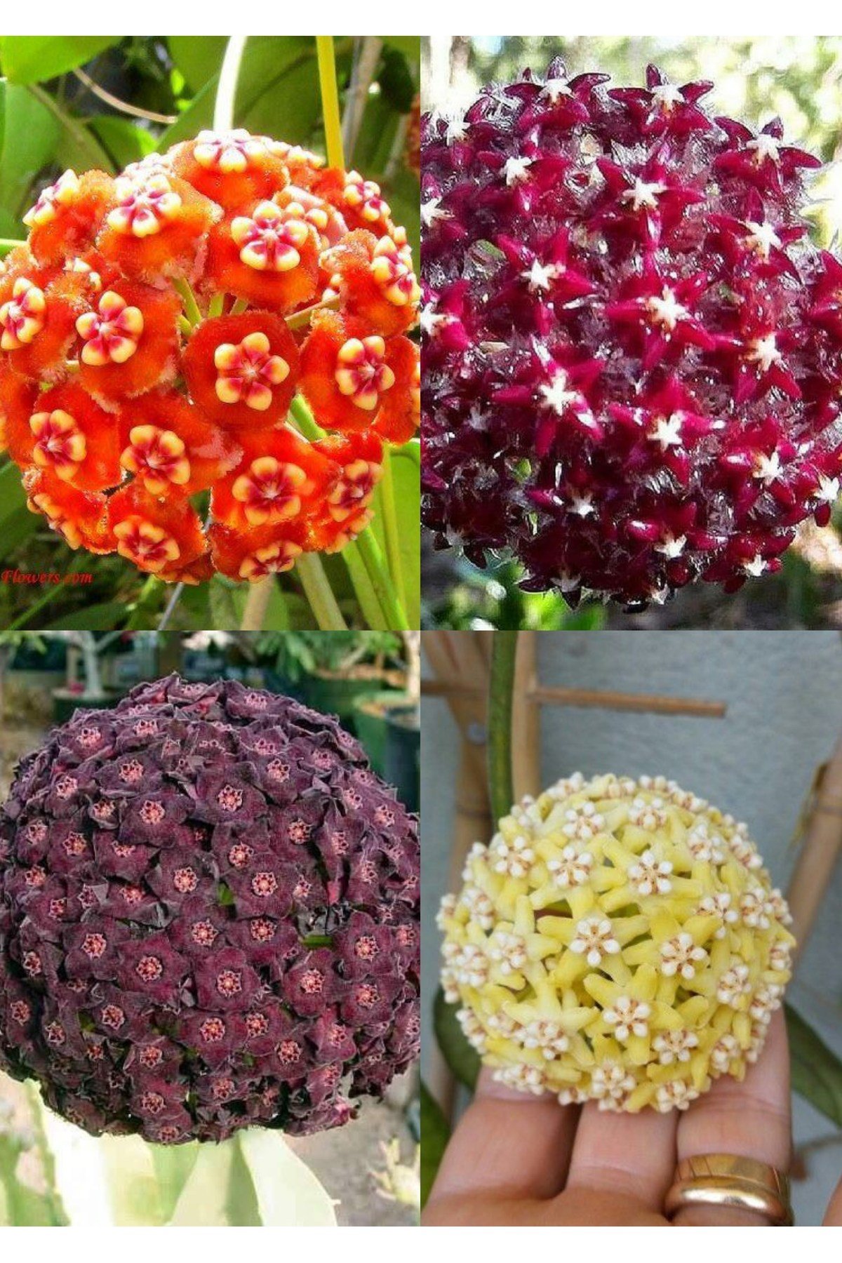 4 çeşit mum çiçeği (turuncu kırmızı mor ve sarı)