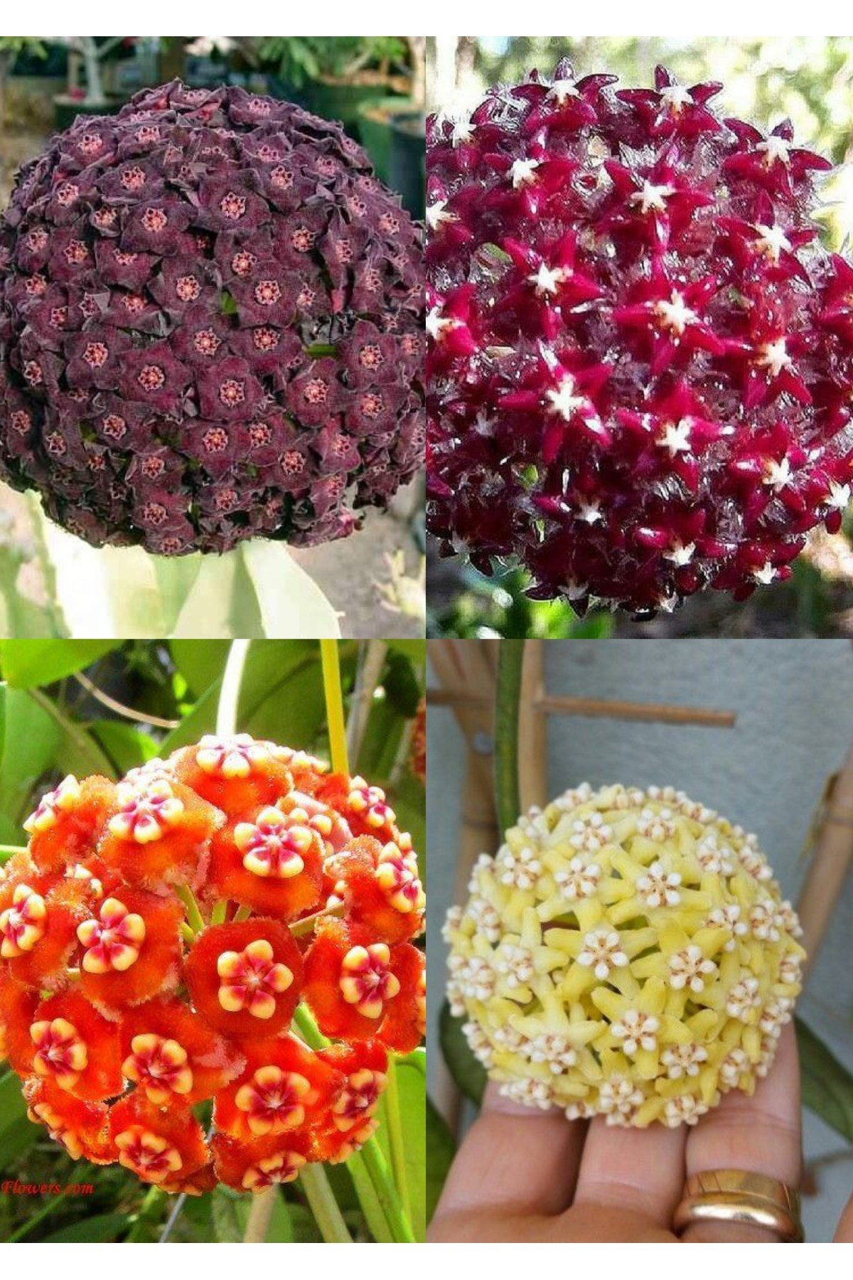 4 çeşit mum çiçeği (turuncu kırmızı mor ve sarı)