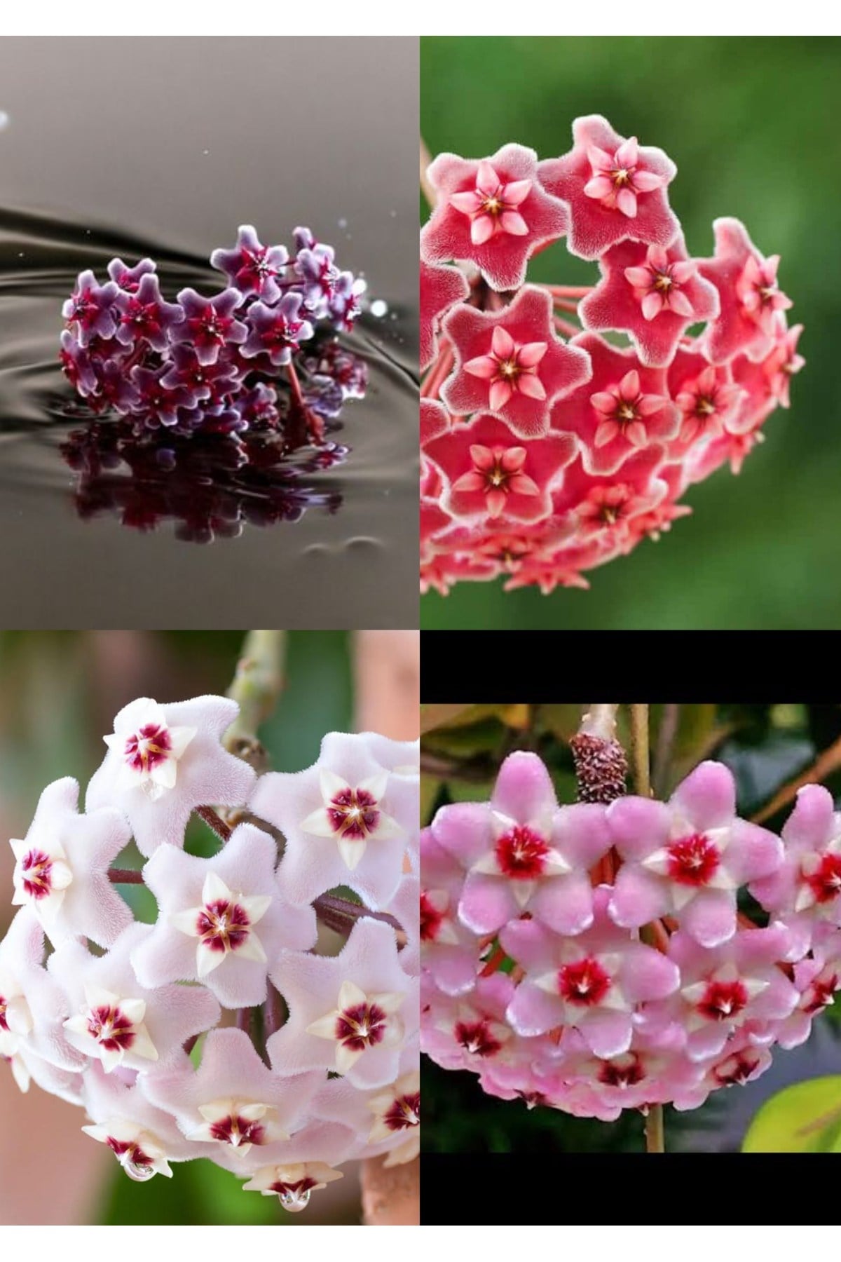 4 renk mum çiçeği beyaz, pembe, turuncu, mor