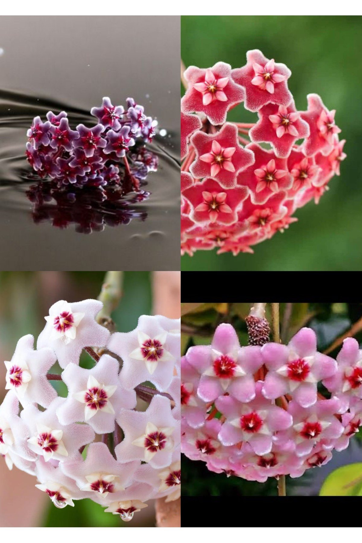 4 renk mum çiçeği beyaz, pembe, turuncu, mor