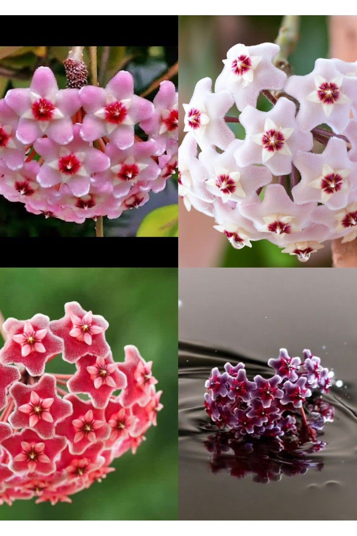 4 renk mum çiçeği beyaz, pembe, turuncu, mor