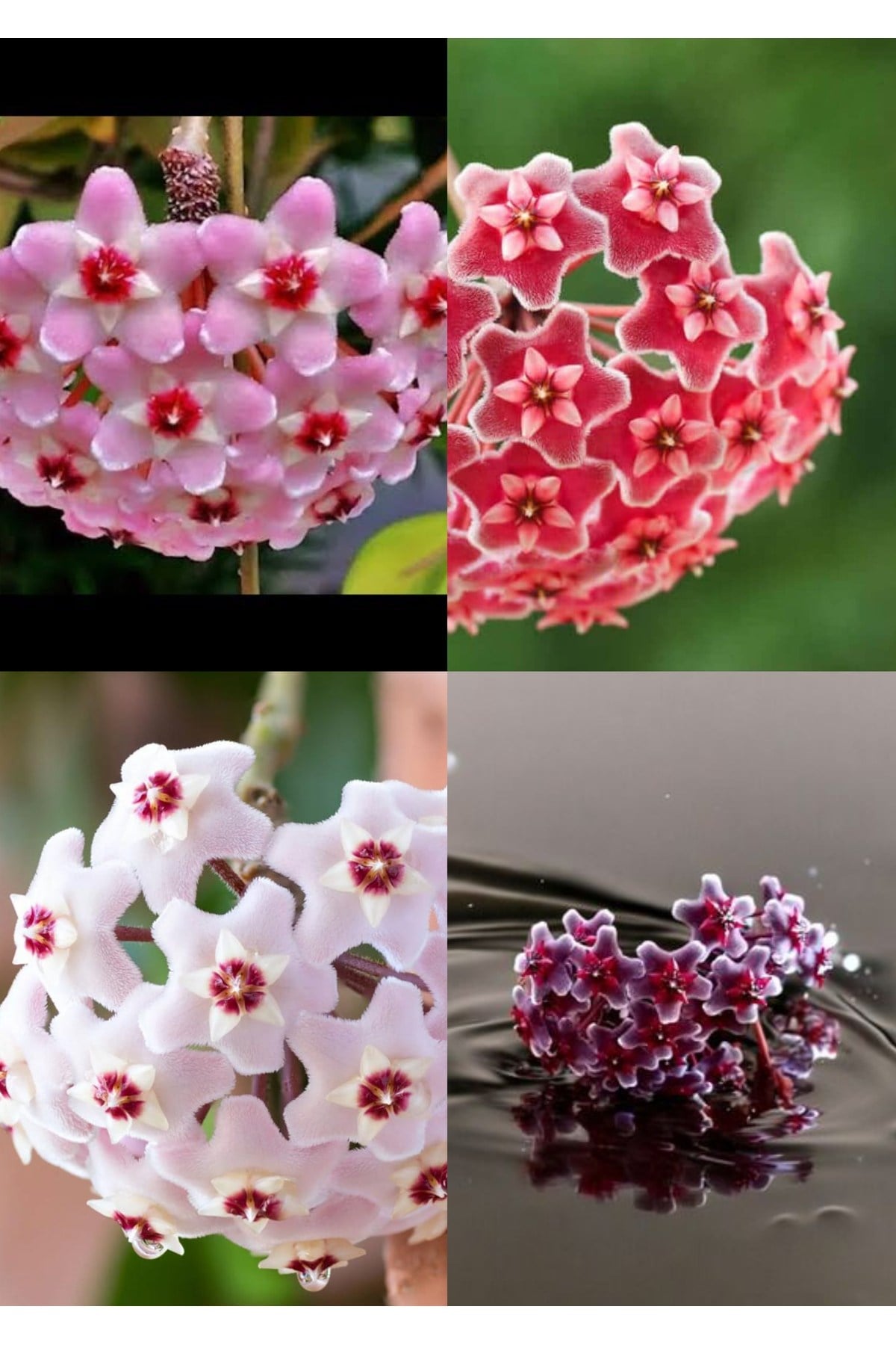 4 renk mum çiçeği beyaz, pembe, turuncu, mor