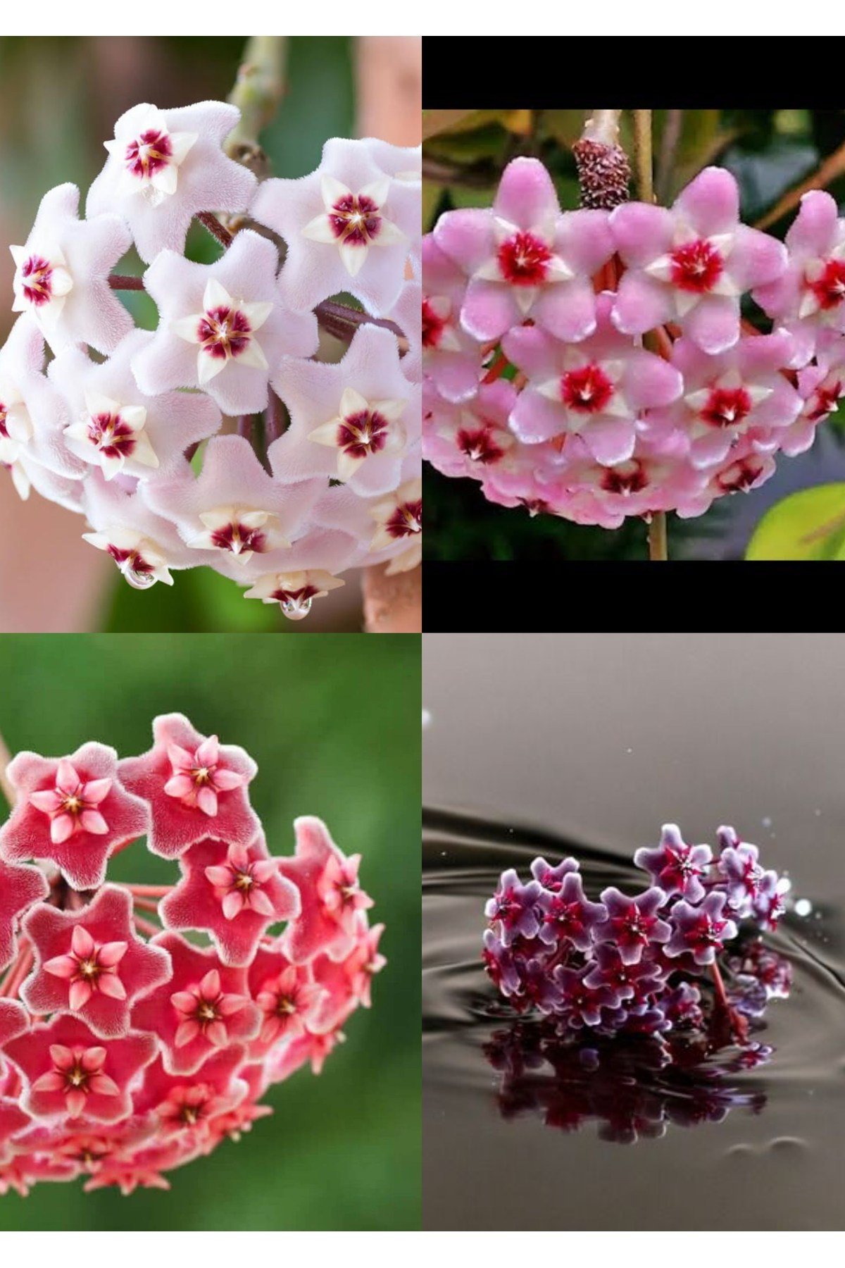 4 renk mum çiçeği beyaz, pembe, turuncu, mor