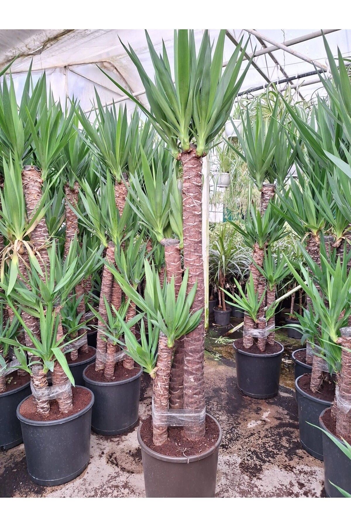 4 Yaş 4'lü Yucca Çiçeği Yuka Bitkisi 150-180 Cm