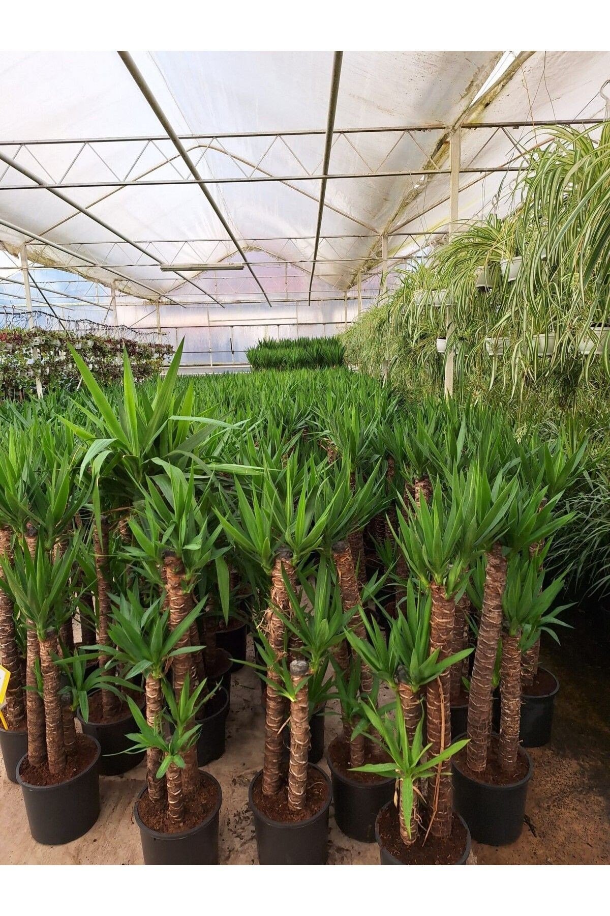4 Yaş 4'lü Yucca Çiçeği Yuka Bitkisi 150-180 Cm