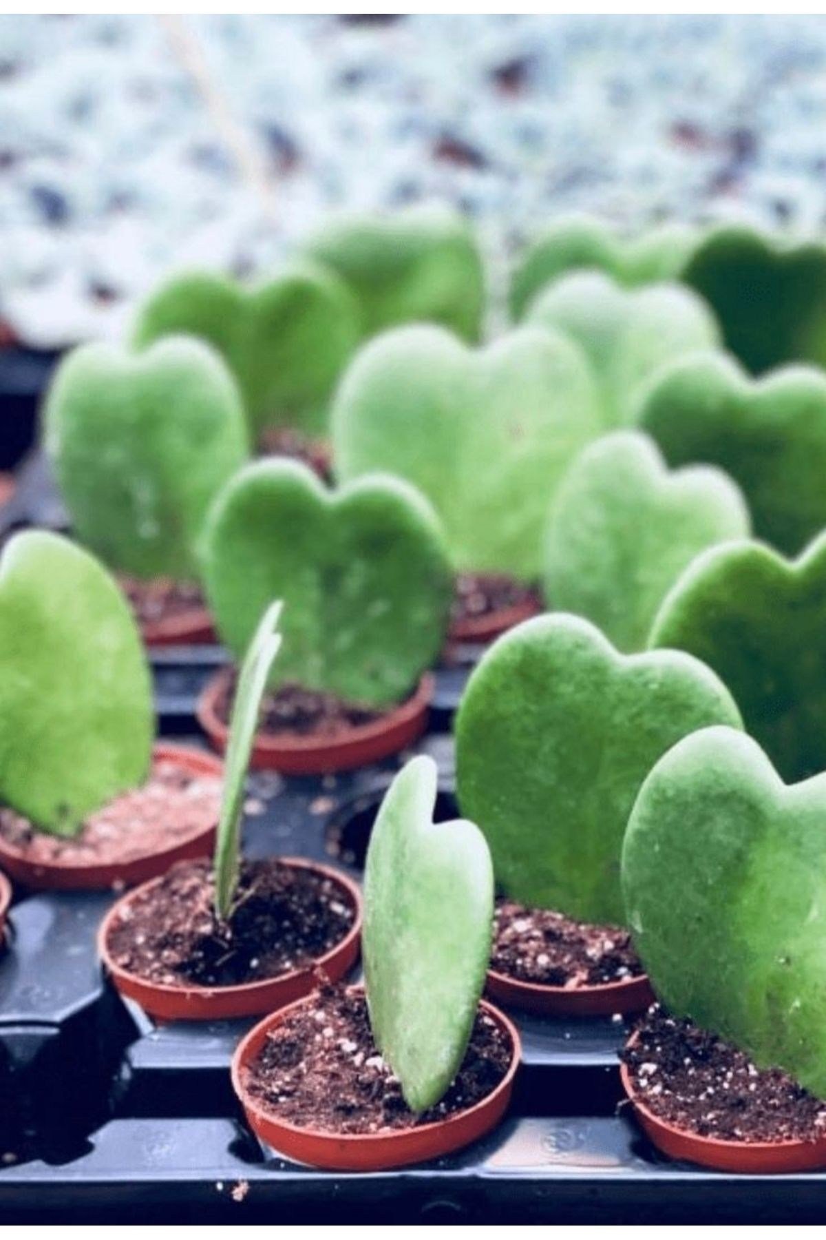 5.5 saksıda Hoya Kerrii Kalp Kaktüsü Hediye Çiçek