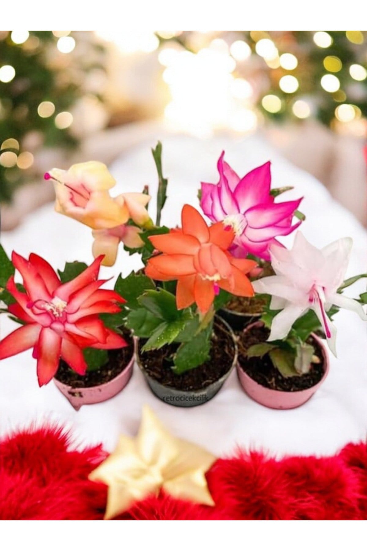 5 adet Yılbaşı Çiçeği Kaktüsü (Schlumbergera)