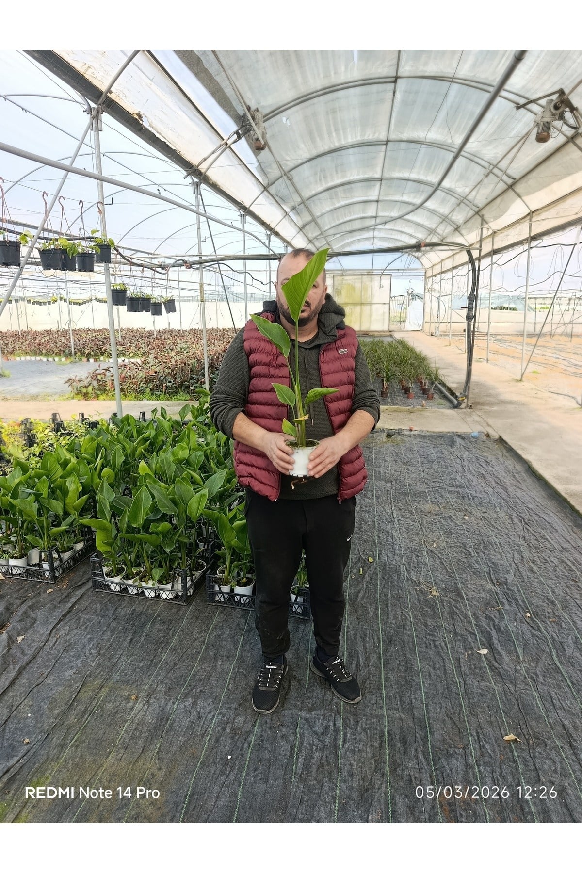50 cm Dev Yapraklı Sterliçe (Strelitzia) – Tropikal Salon Bitkisi