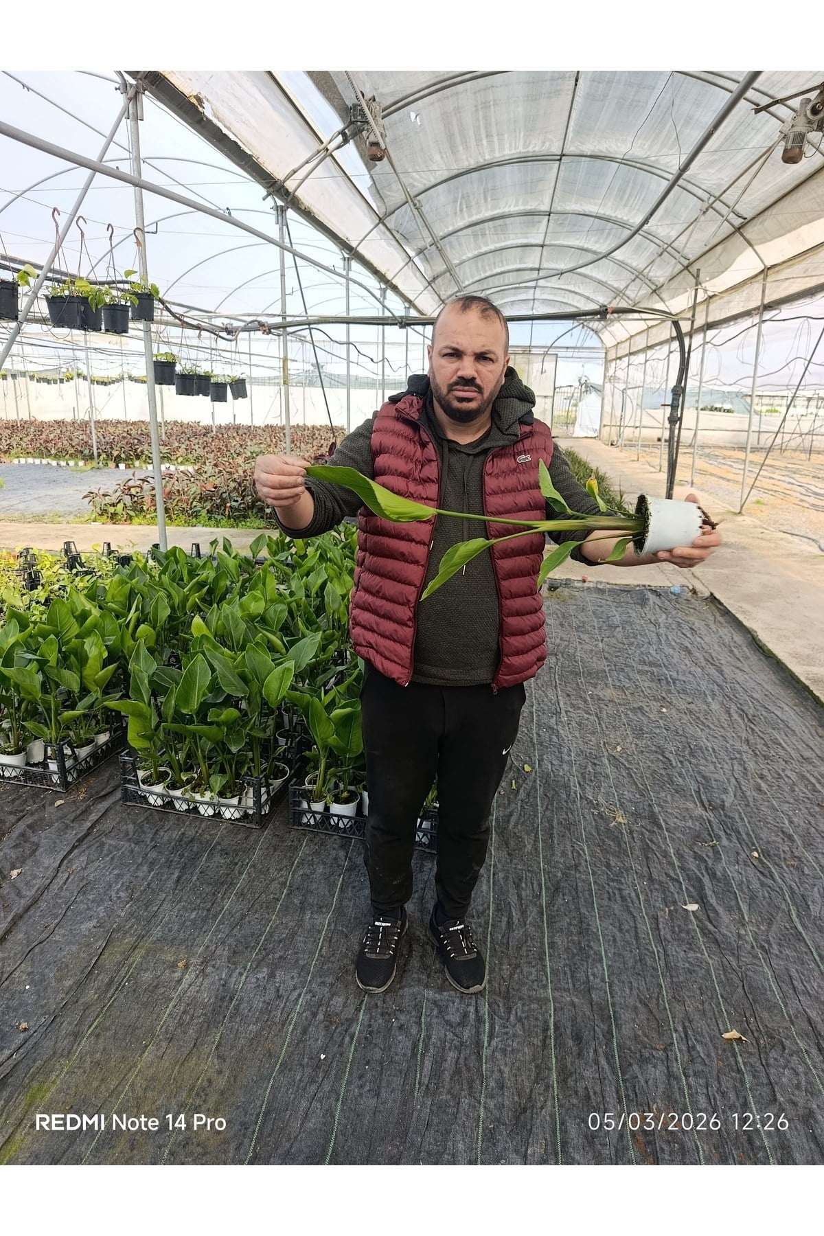 50 cm Dev Yapraklı Sterliçe (Strelitzia) – Tropikal Salon Bitkisi