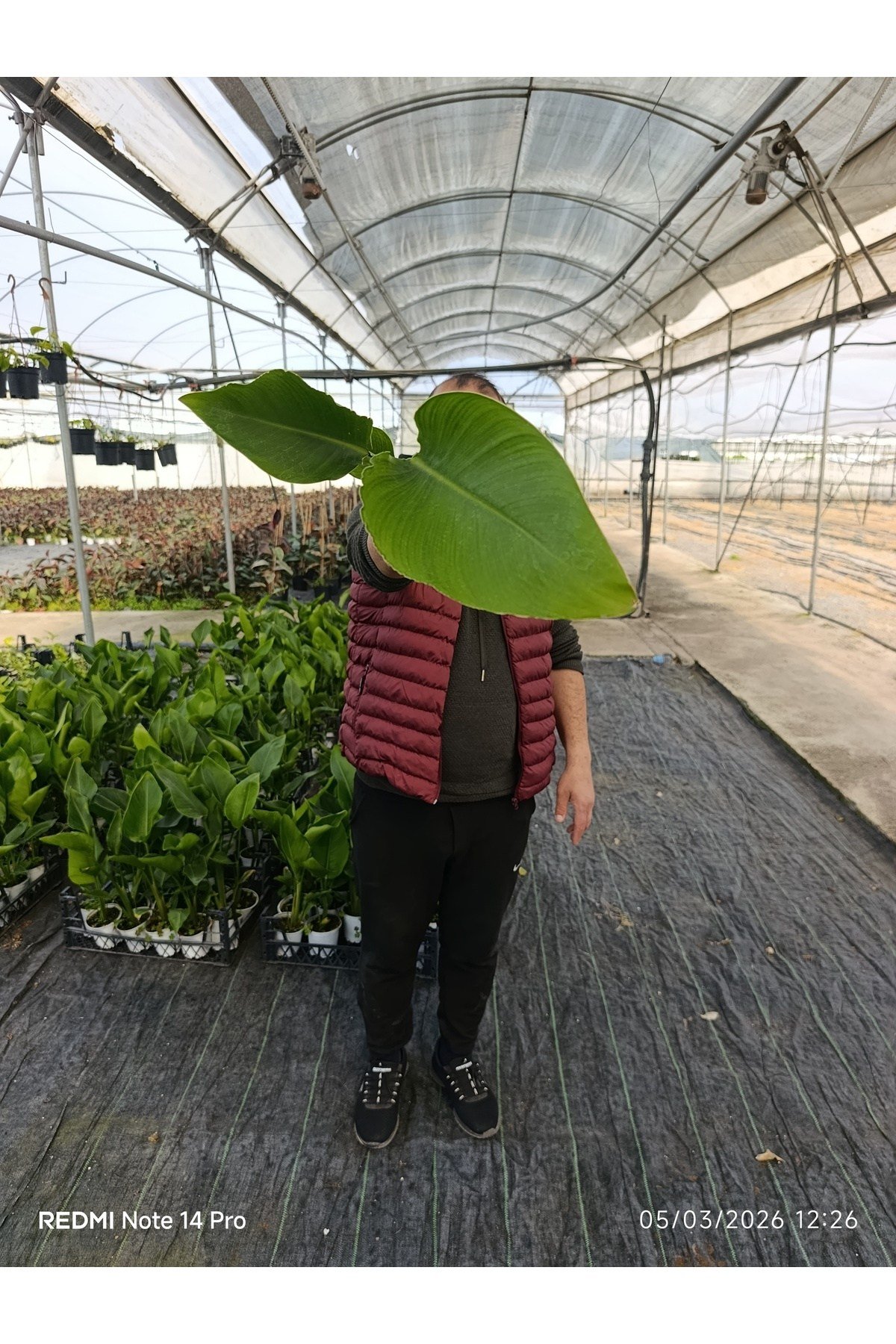 50 cm Dev Yapraklı Sterliçe (Strelitzia) – Tropikal Salon Bitkisi