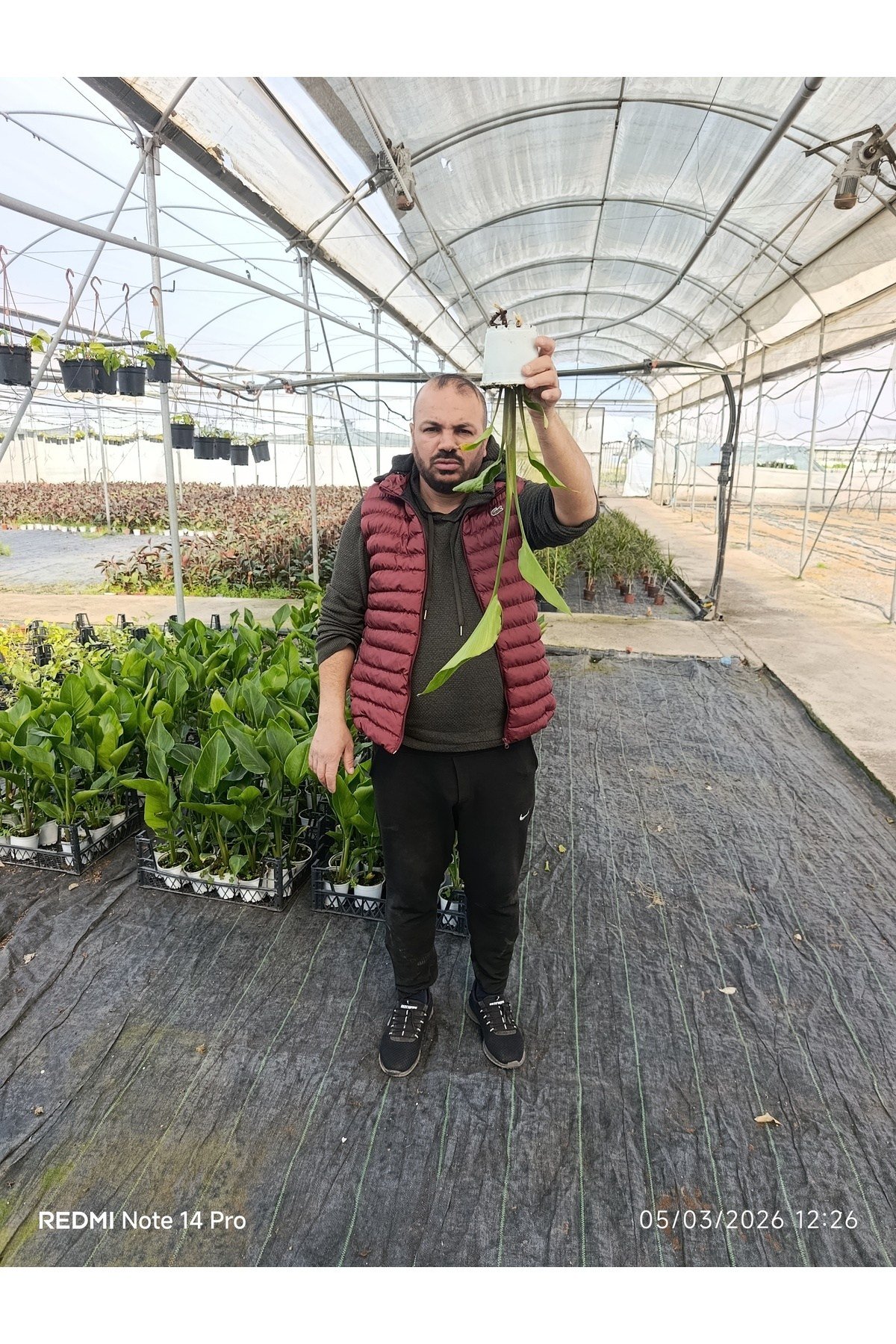 50 cm Dev Yapraklı Sterliçe (Strelitzia) – Tropikal Salon Bitkisi