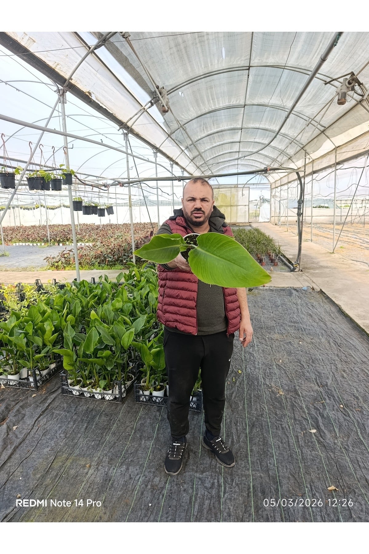50 cm Dev Yapraklı Sterliçe (Strelitzia) – Tropikal Salon Bitkisi