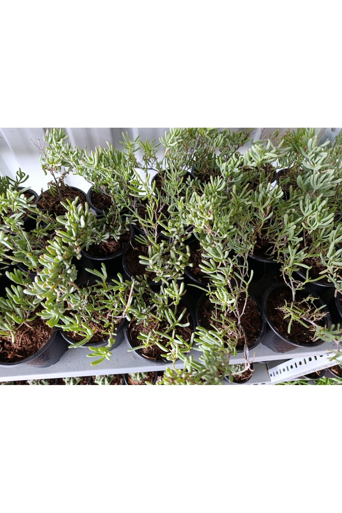 Acem halısı 10.5 cm saksıda