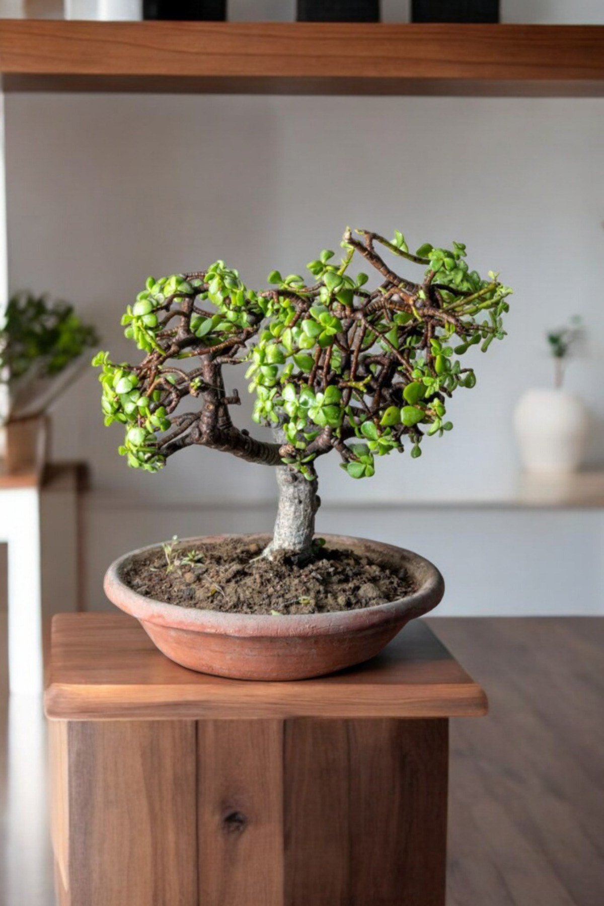 Afra Bonsai Terakota Saksıda 12 Yaş Şans Para Ağacı