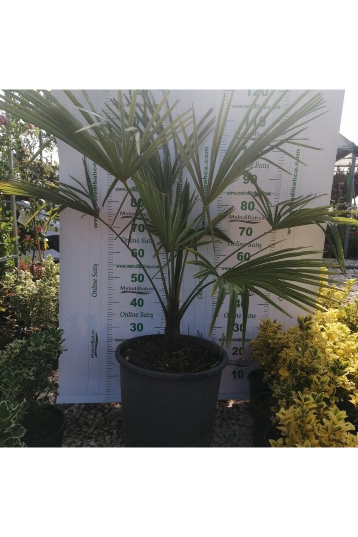 Ağacı (chamaerops Excelsa)