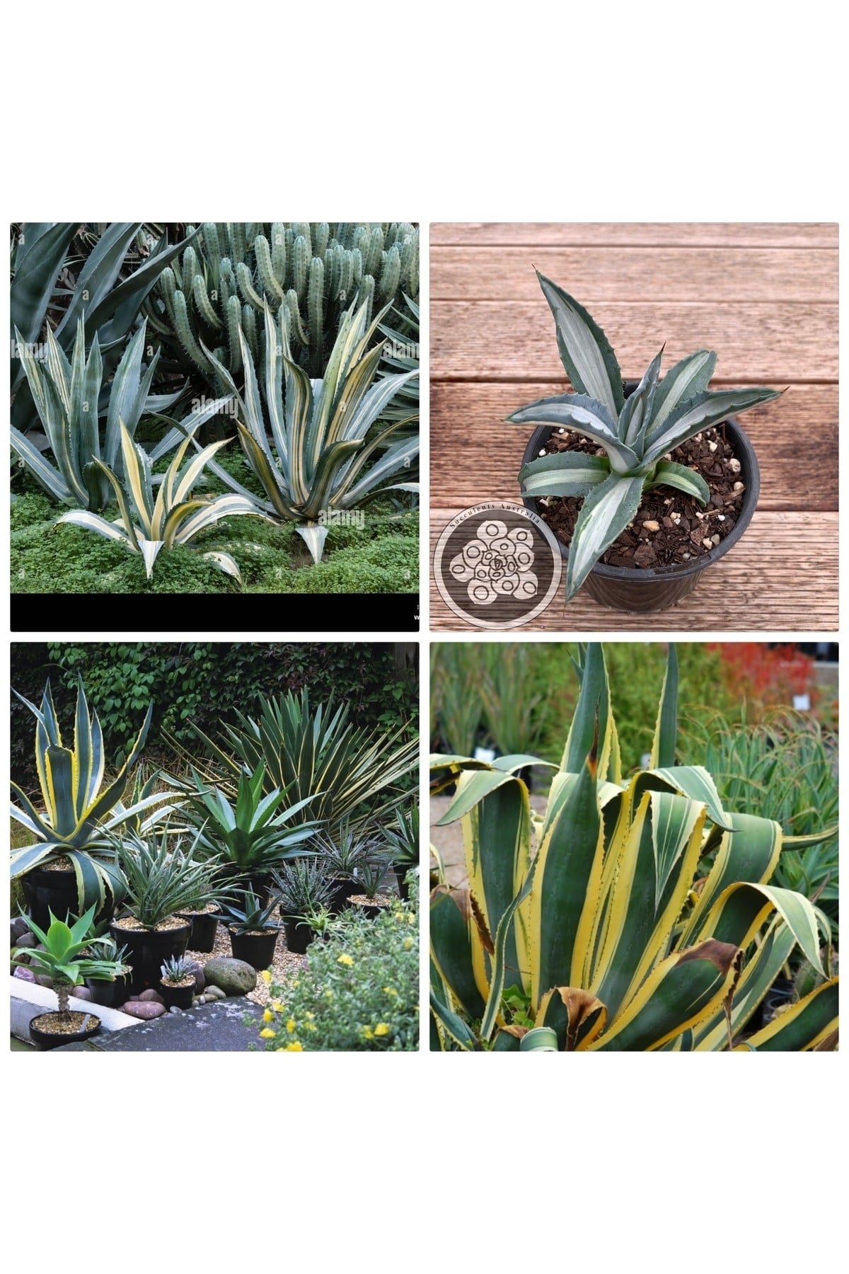 Agave Americana Fidesi Kampanya