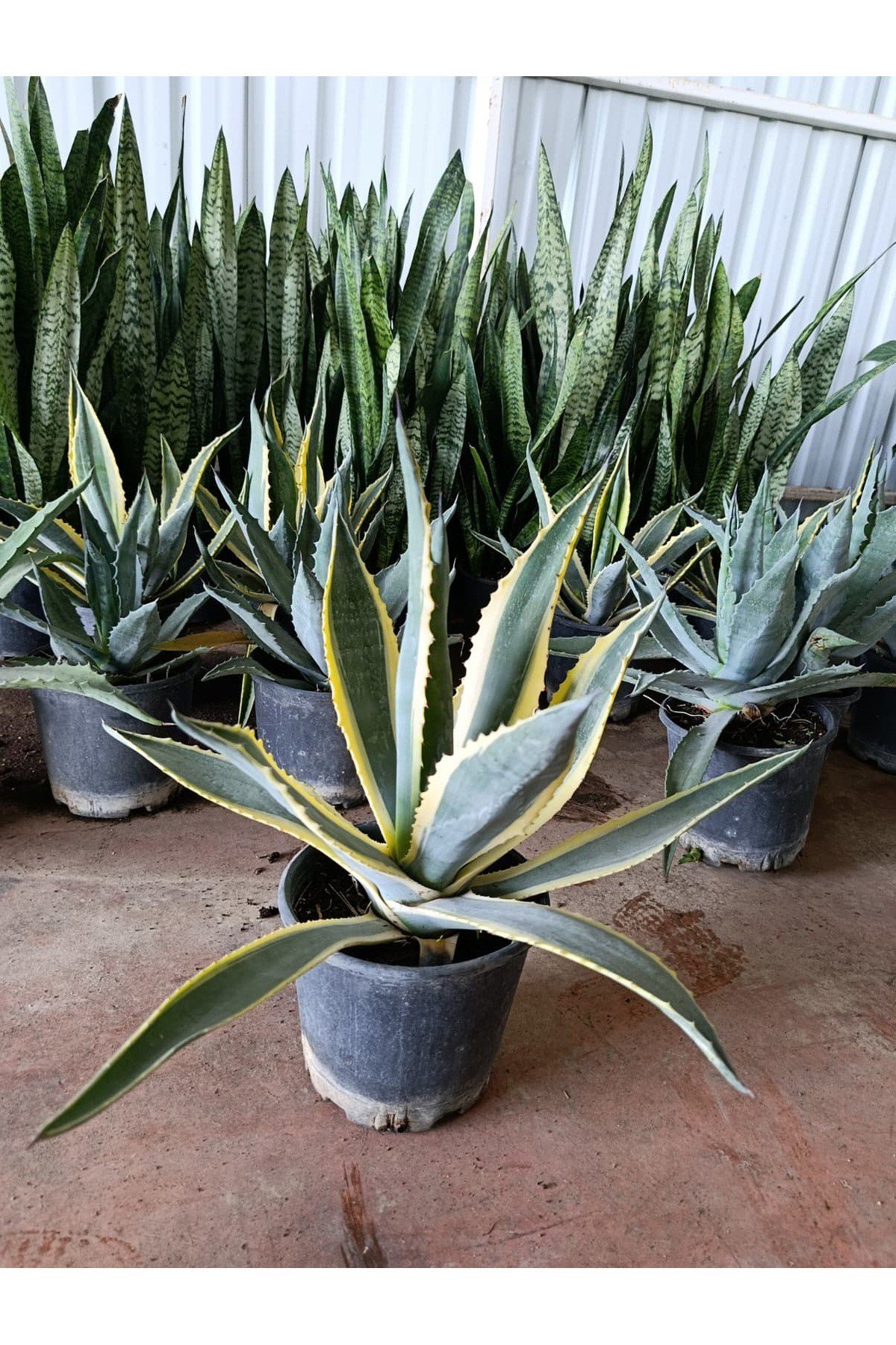 Agave Americana Marginata Alacalı Amerikan Sabır Ağacı