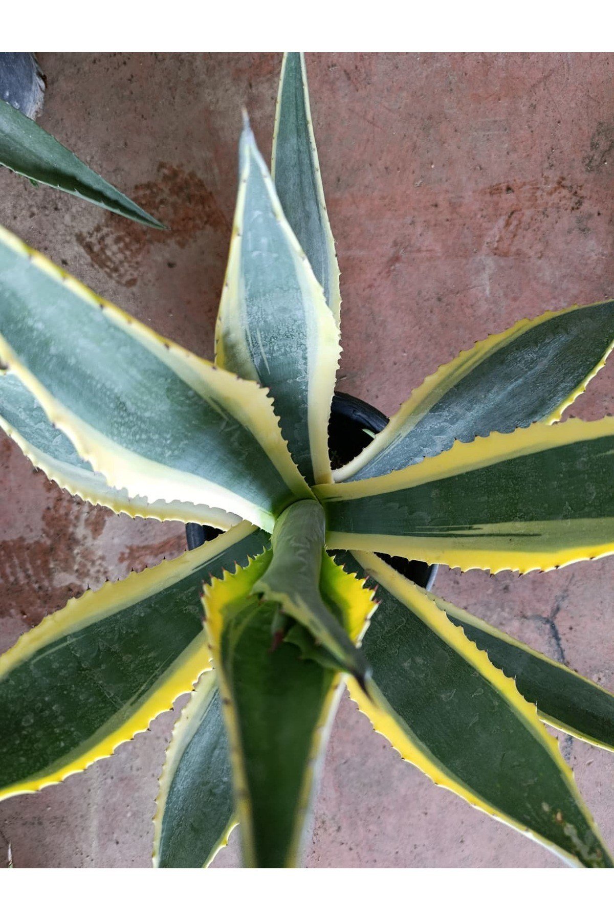 Agave Americana Marginata Alacalı Amerikan Sabır Ağacı