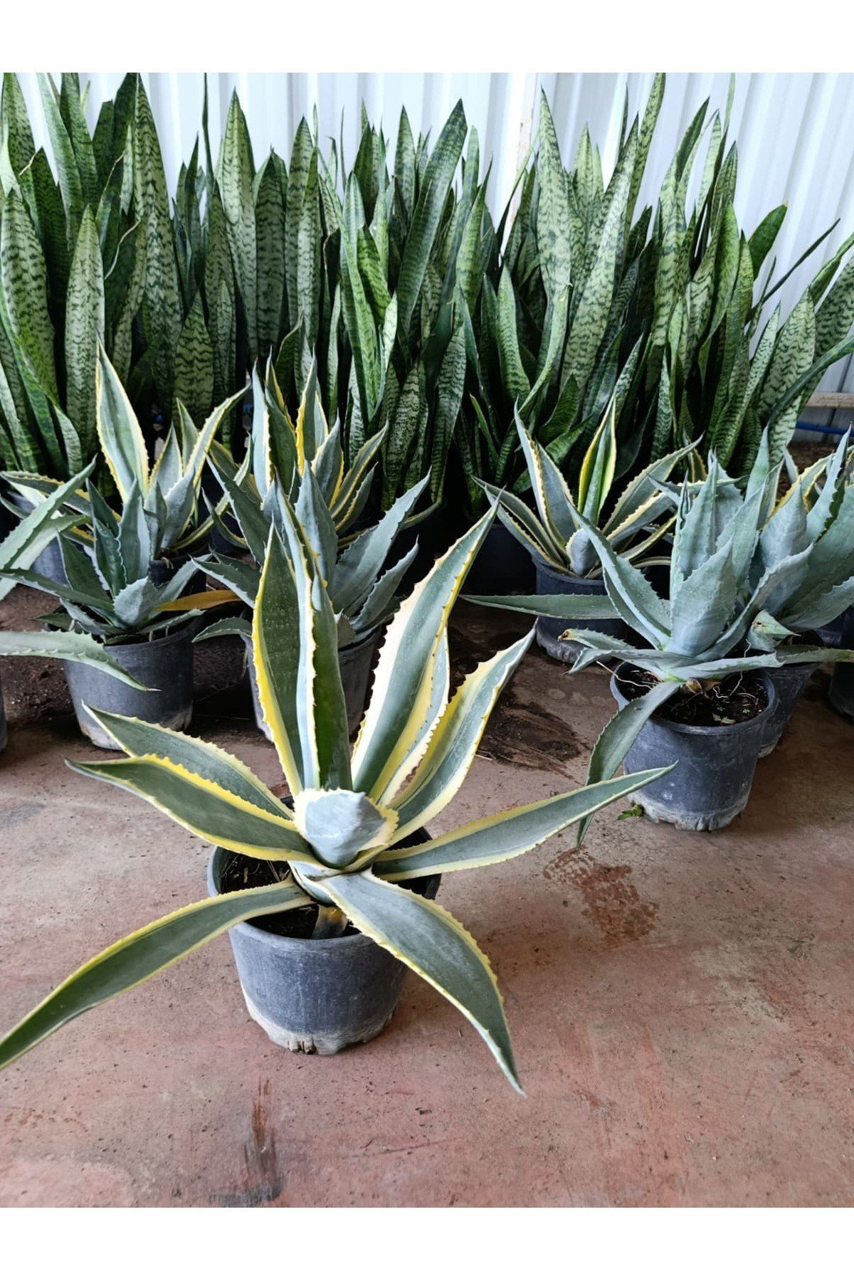 Agave Americana Marginata Alacalı Amerikan Sabır Ağacı