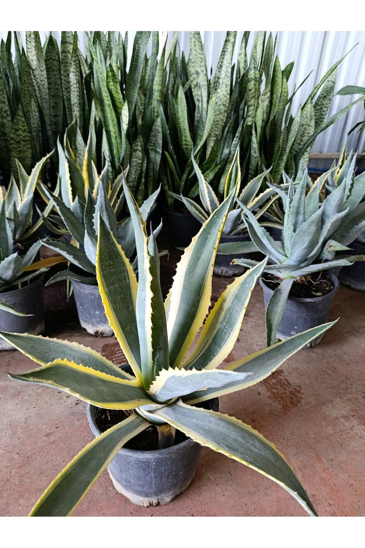 Agave Americana Marginata Alacalı Amerikan Sabır Ağacı