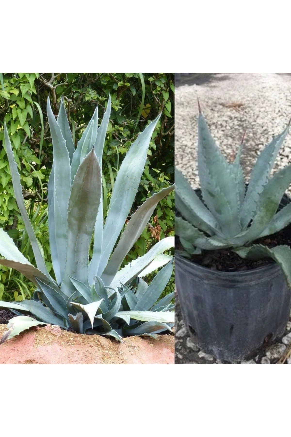 Agave Americana Sabır Bitkisi