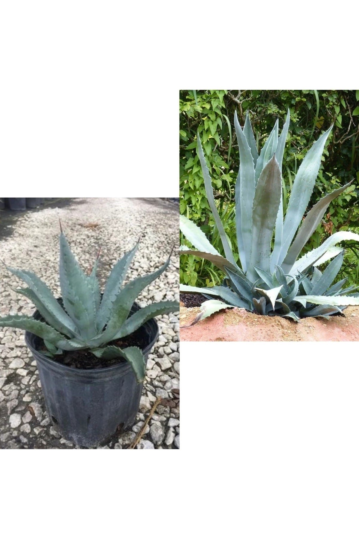 Agave Americana Sabır Bitkisi