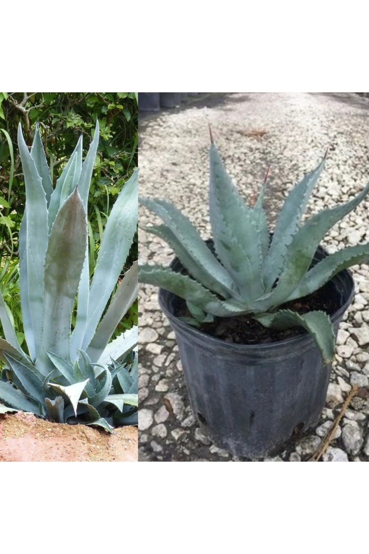Agave Americana Sabır Bitkisi
